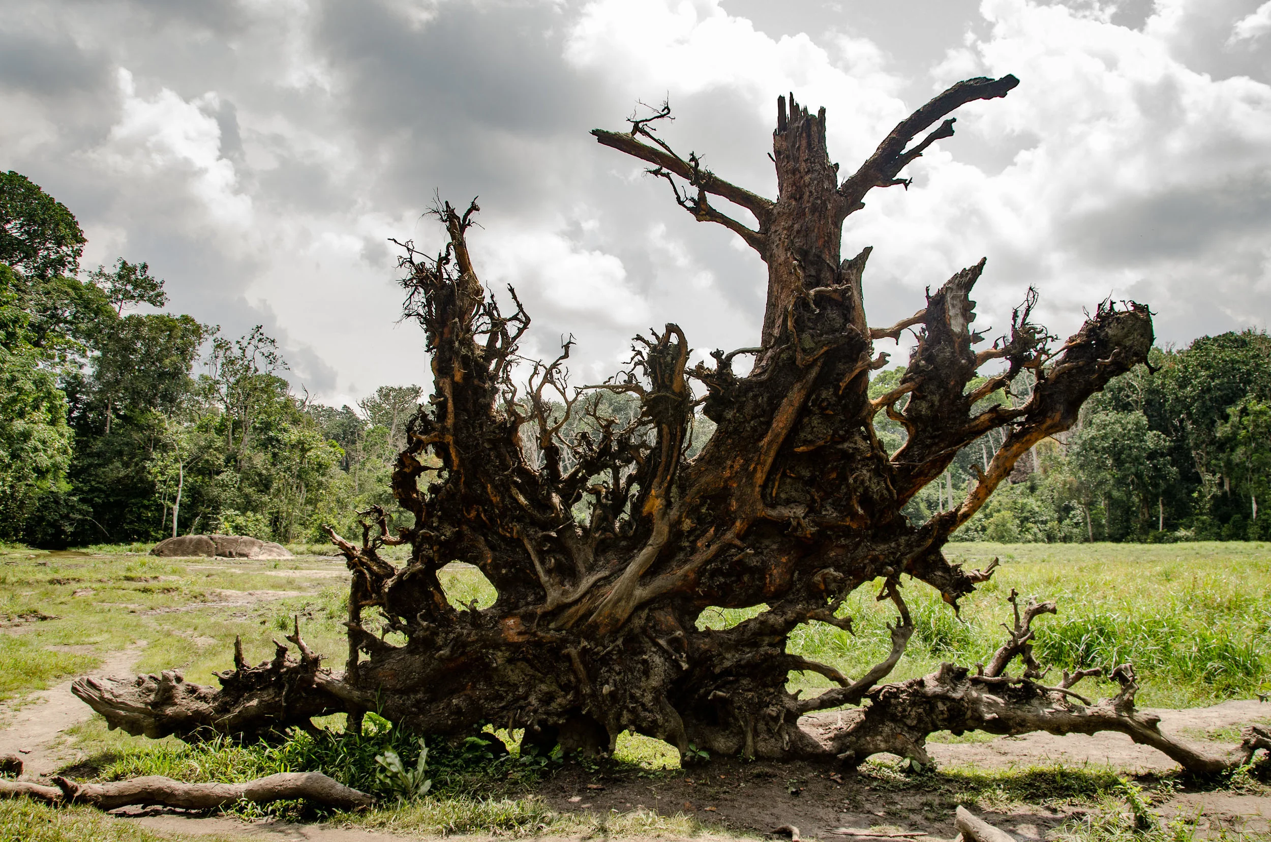 Africa-StillTall-web.jpg