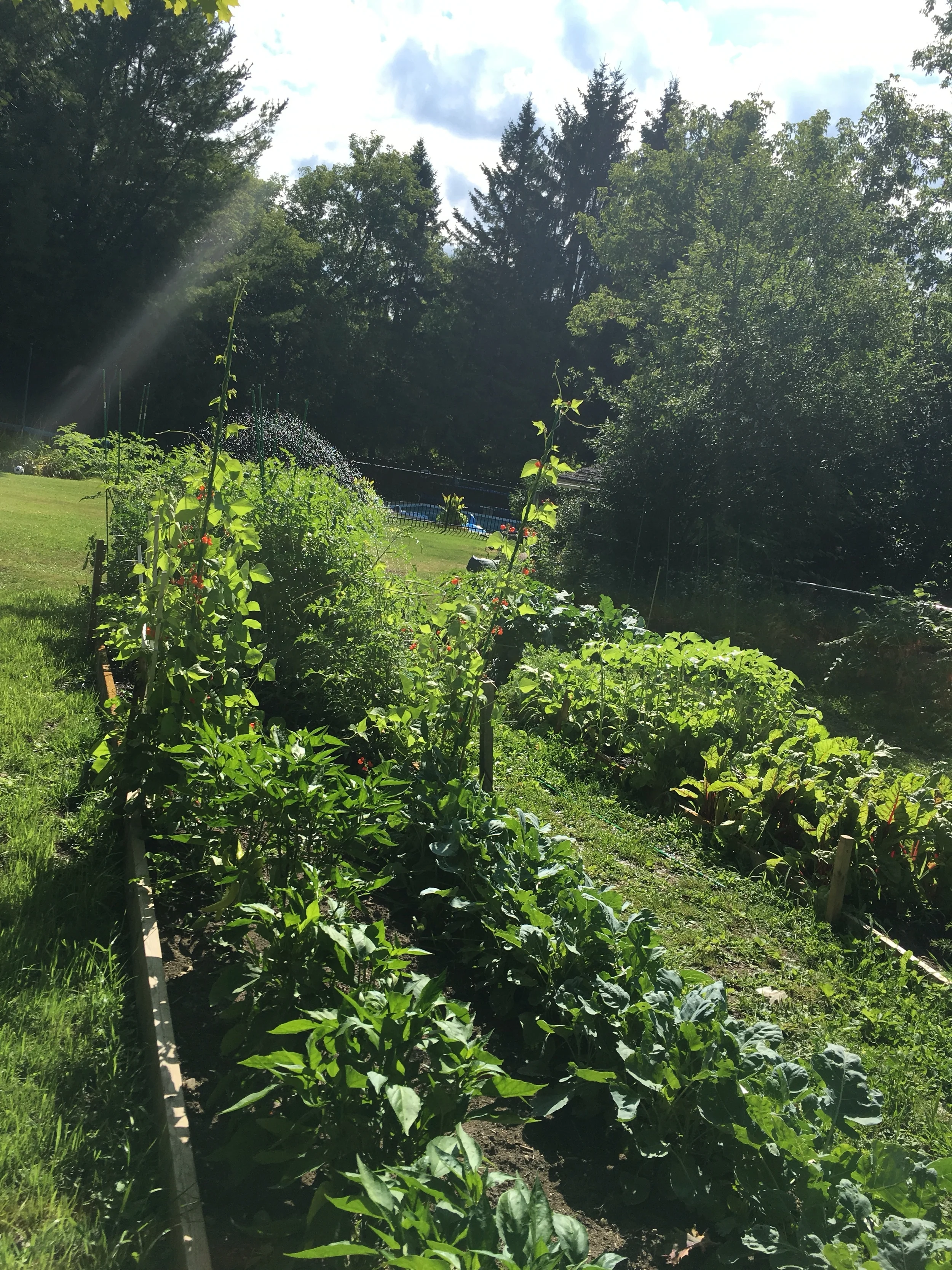 bb garden.JPG