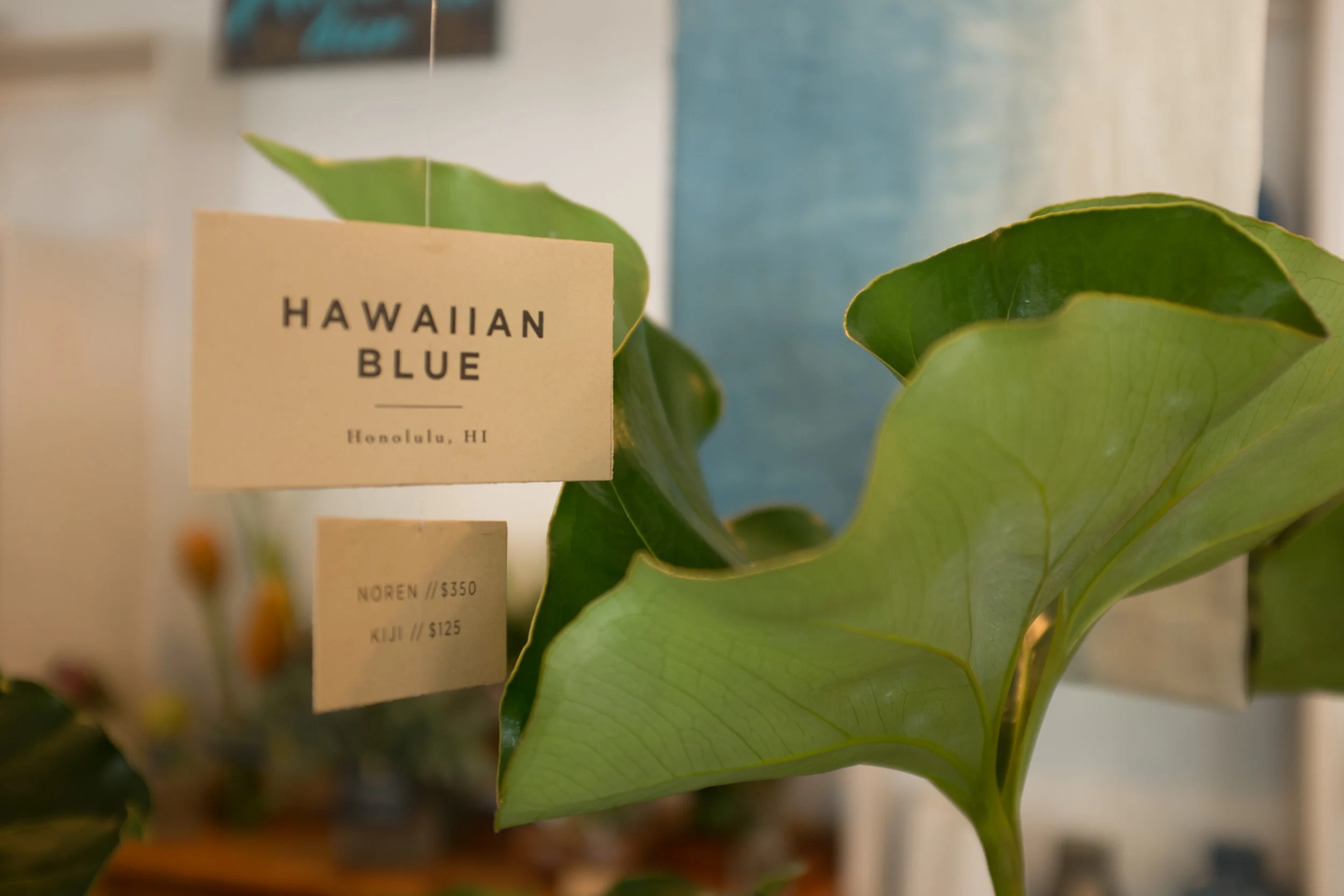 The coffee shop also is a plant shop