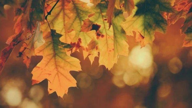Naturaleza: ¿De dónde viene el color otoñal?