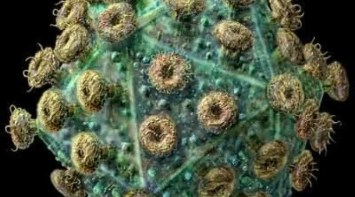 Utilizan bacterias para reducir la contaminación de los suelos