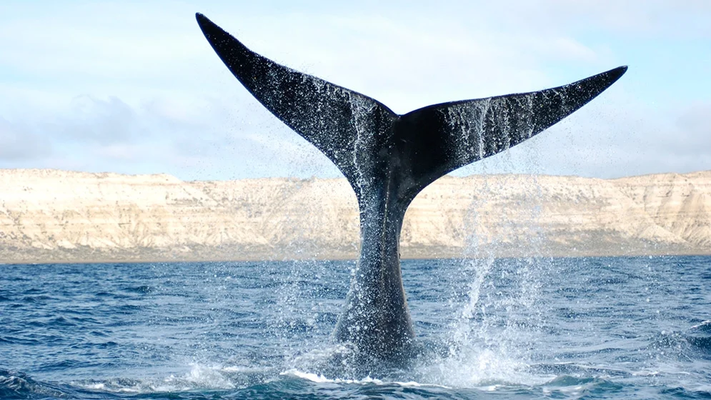 Esta es la ruta de las ballenas 