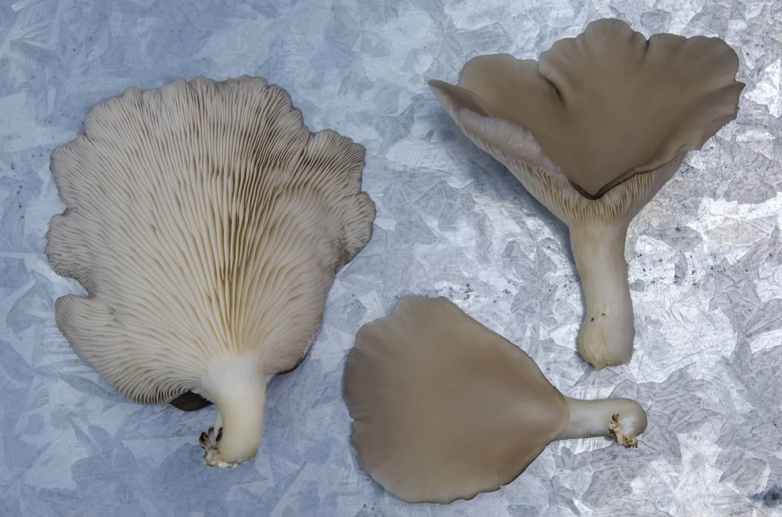 Patagonia: estos hongos comestibles son el futuro