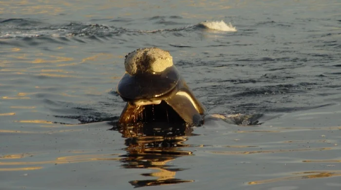 ¿En qué estado de nutrición se encuentran las ballenas?