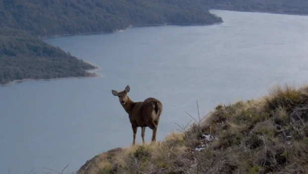 Avistaje del huemul, habitante milenario de la Patagonia