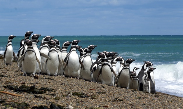 Por qué los pingüinos de Punta Tombo están estresados? — Tiempo Patagónico