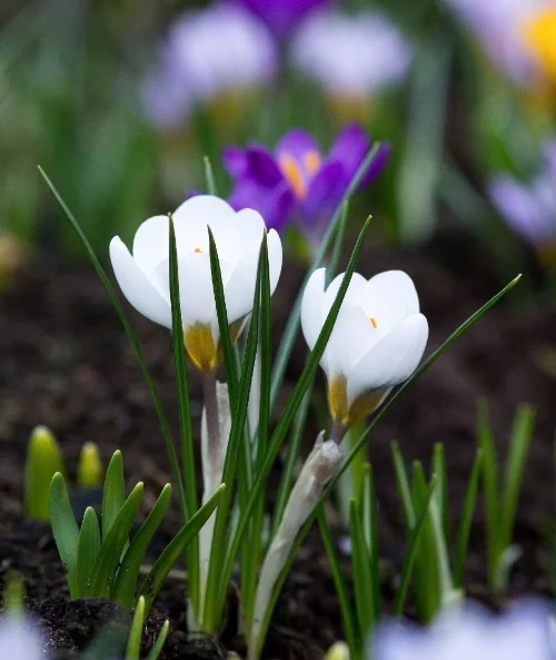 Mulching Suppress weeds and hold moisture in.