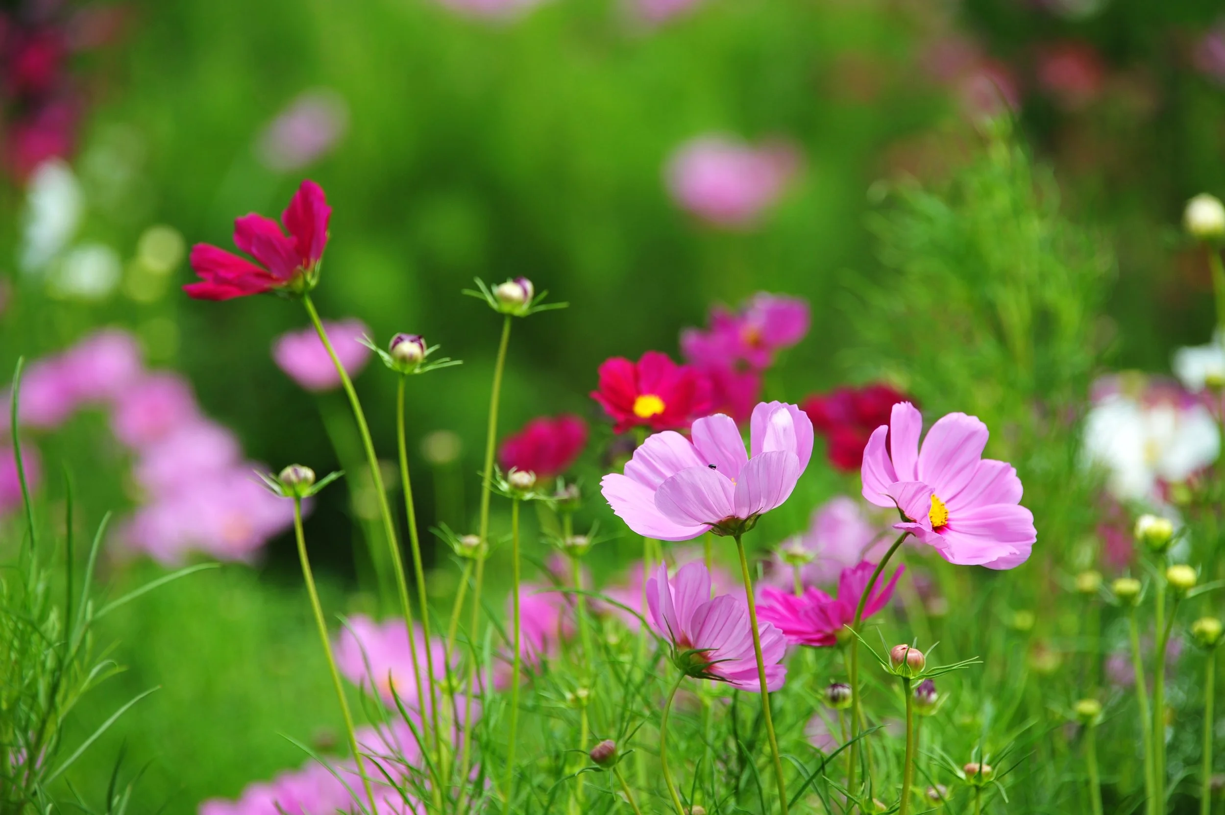 Pink Cosmos.jpg