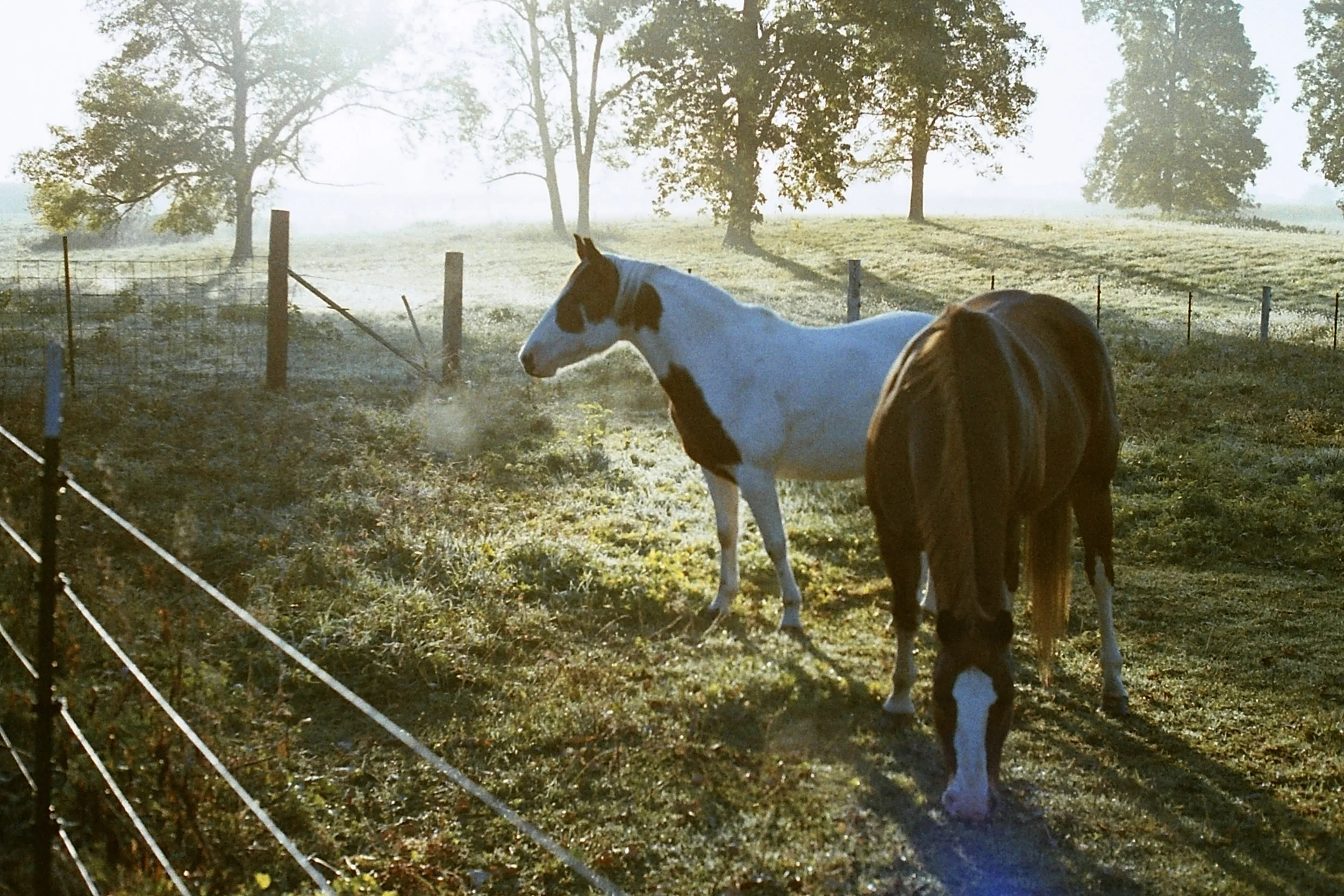 Horses.jpg