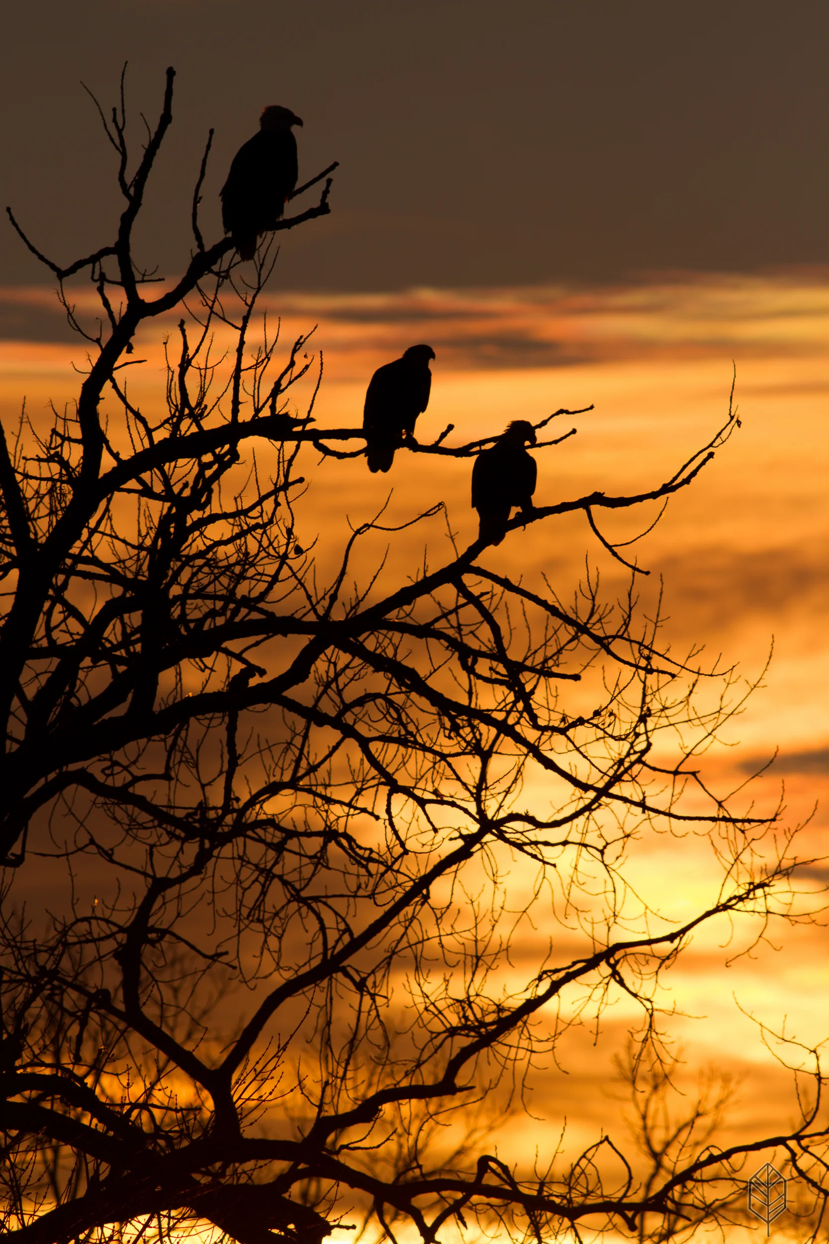 johnsonscreative_wildlife-3.jpg