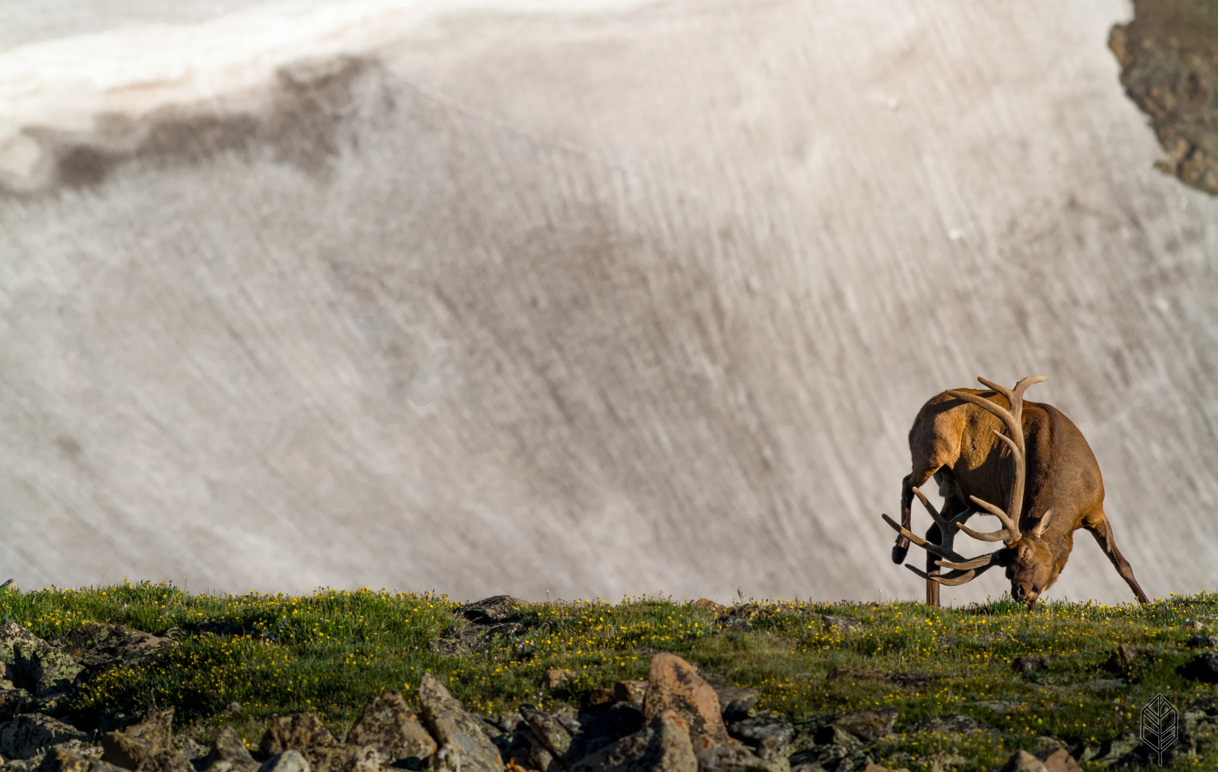 johnsonscreative_wildlife-8.jpg