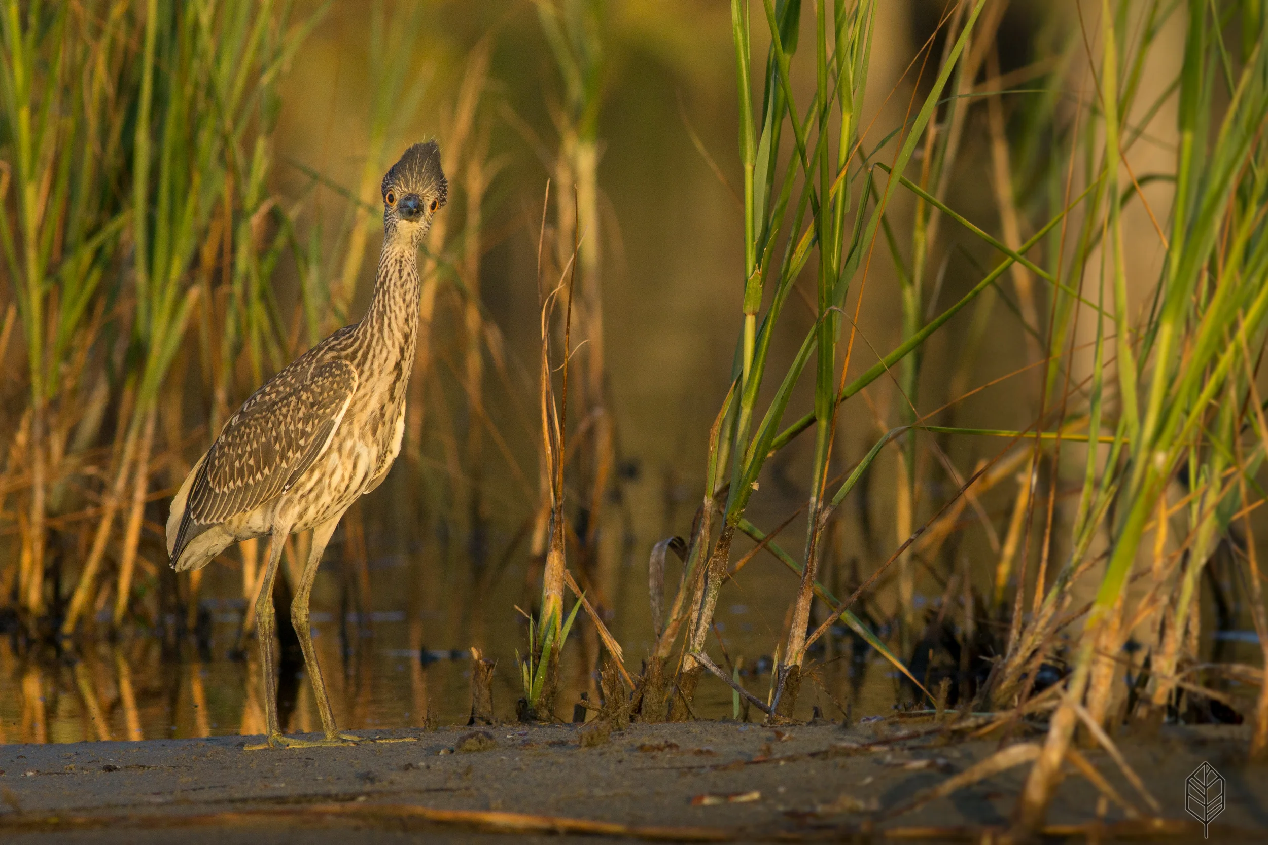 johnsonscreative_wildlife-11.jpg