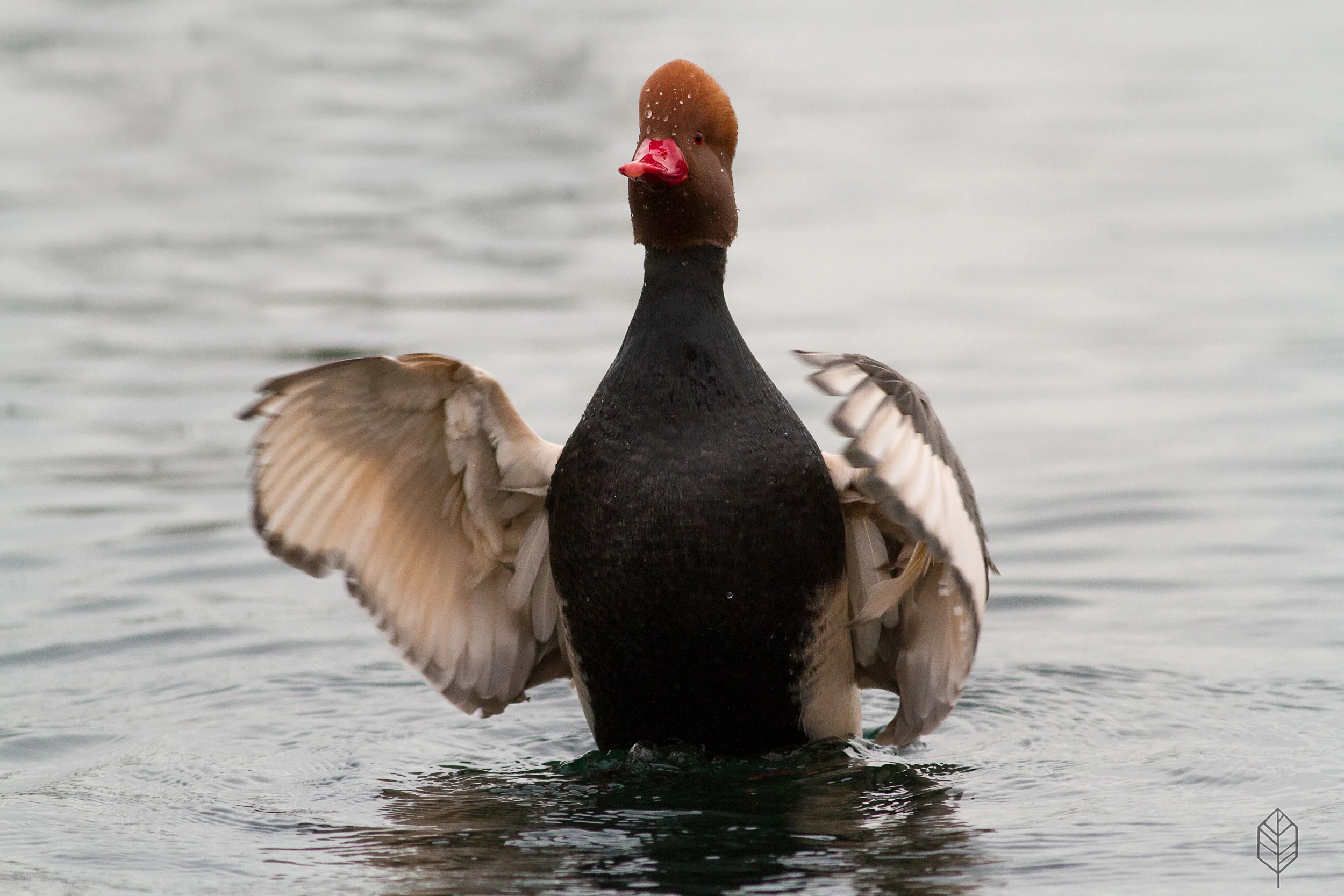 johnsonscreative_wildlife-10.jpg
