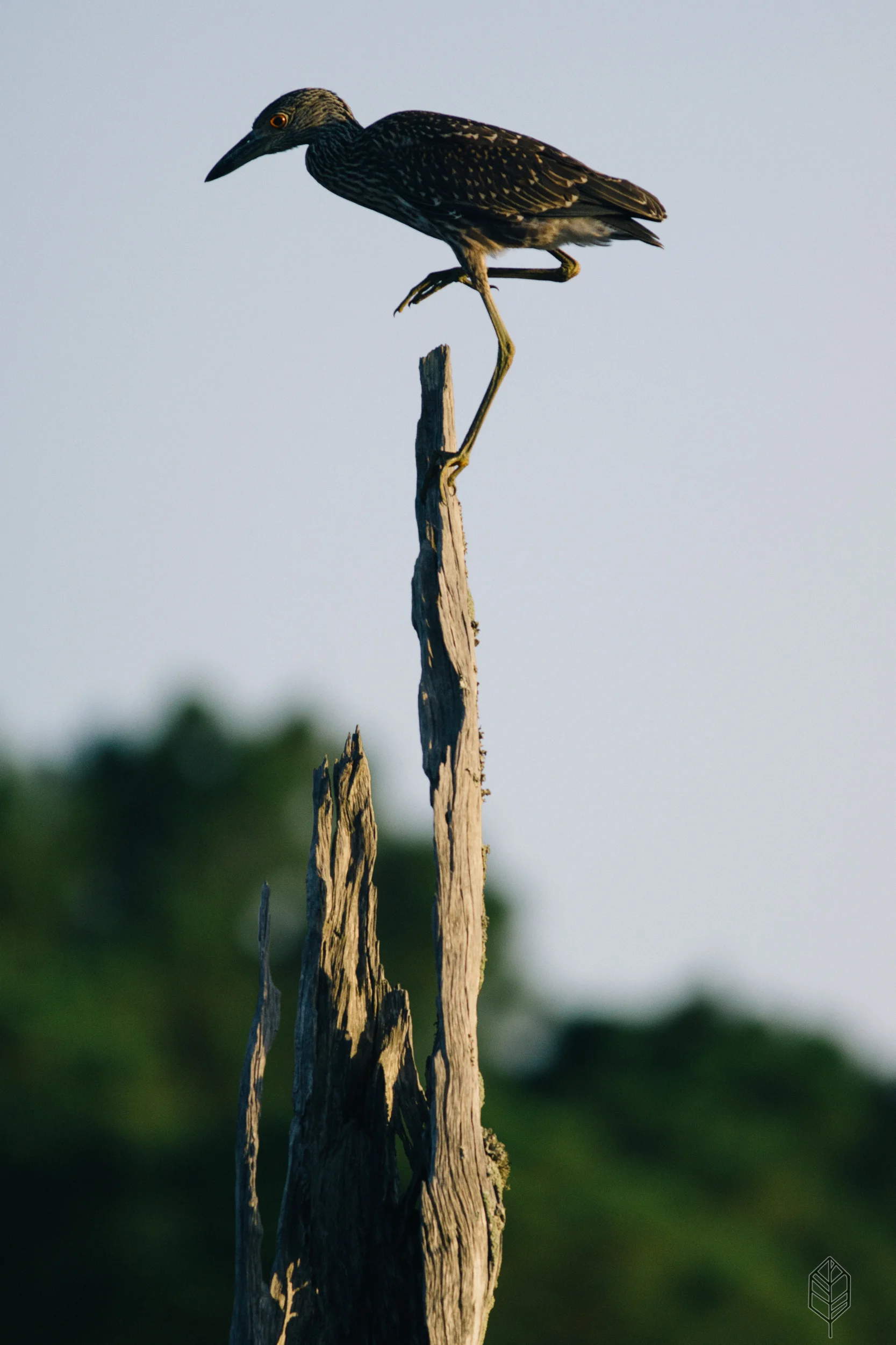 johnsonscreative_wildlife-12.jpg