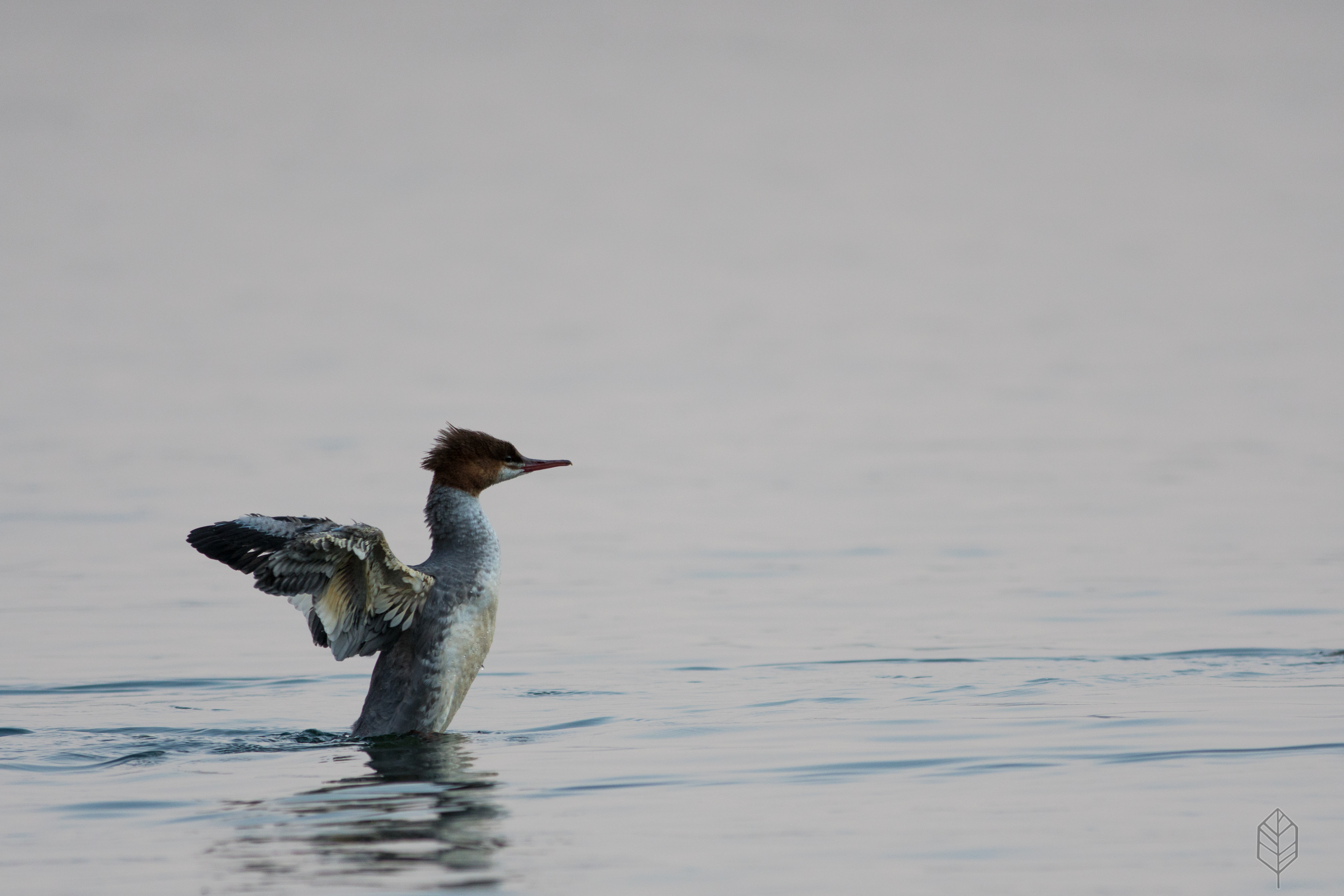 Common Merganser