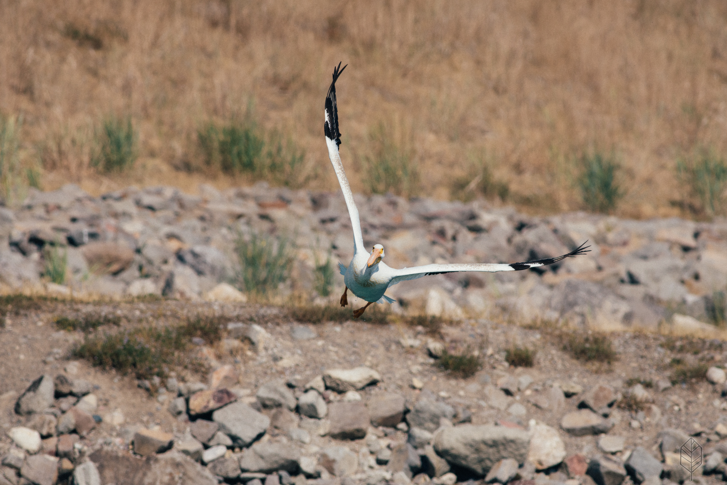 White Pelican