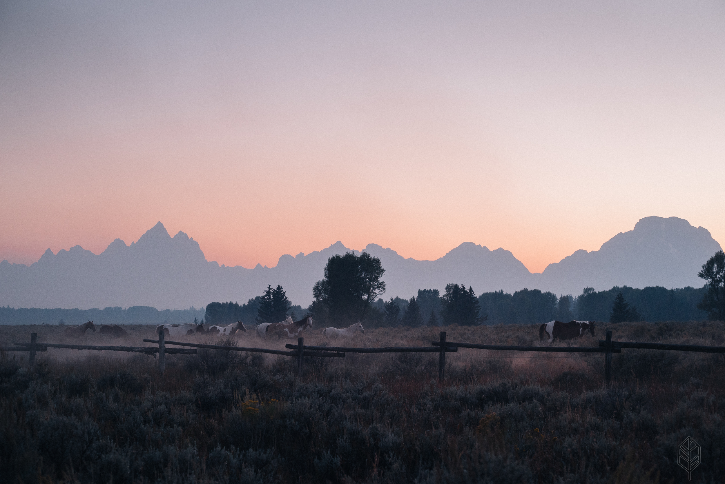 Grand Teton Horses