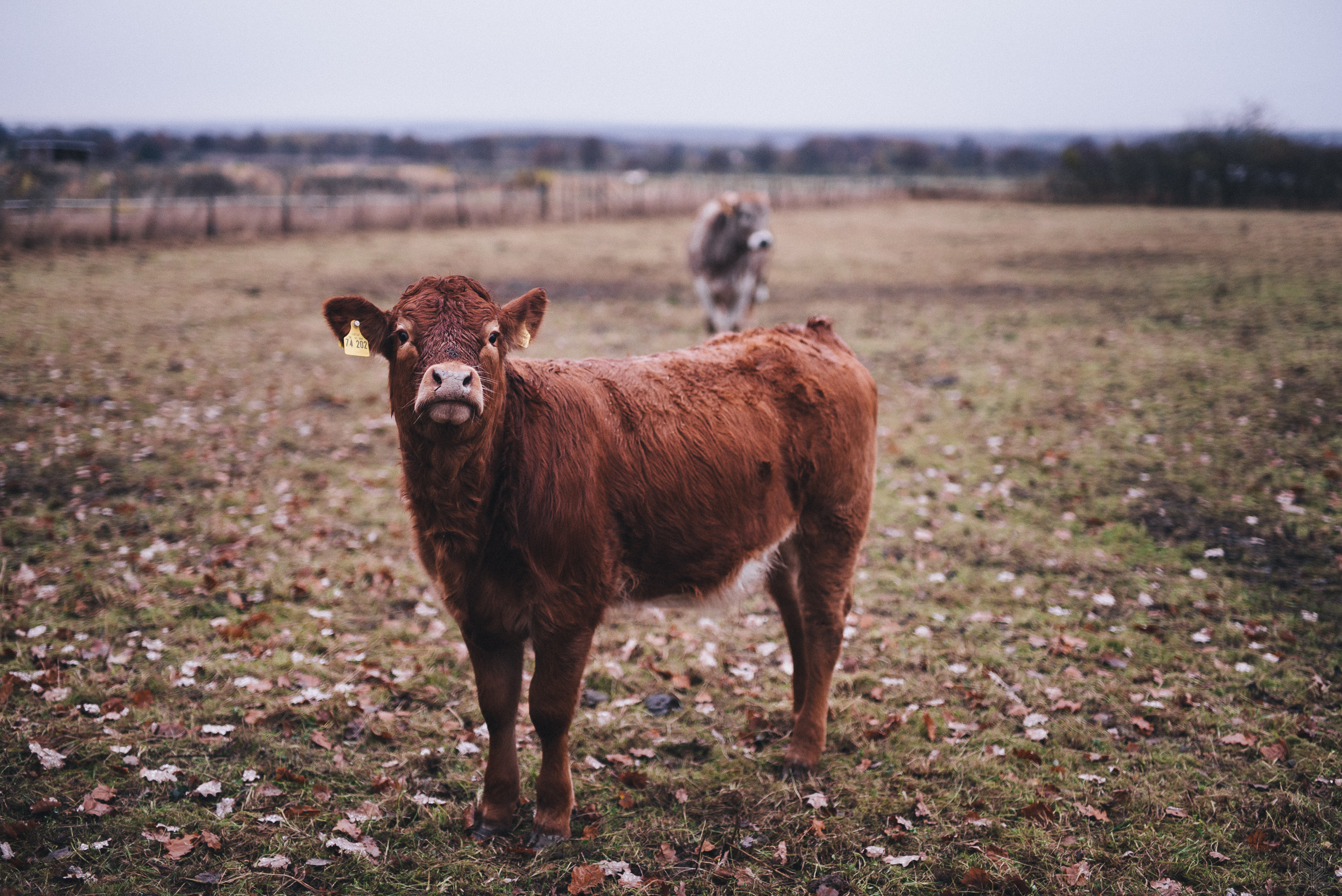 Farmland