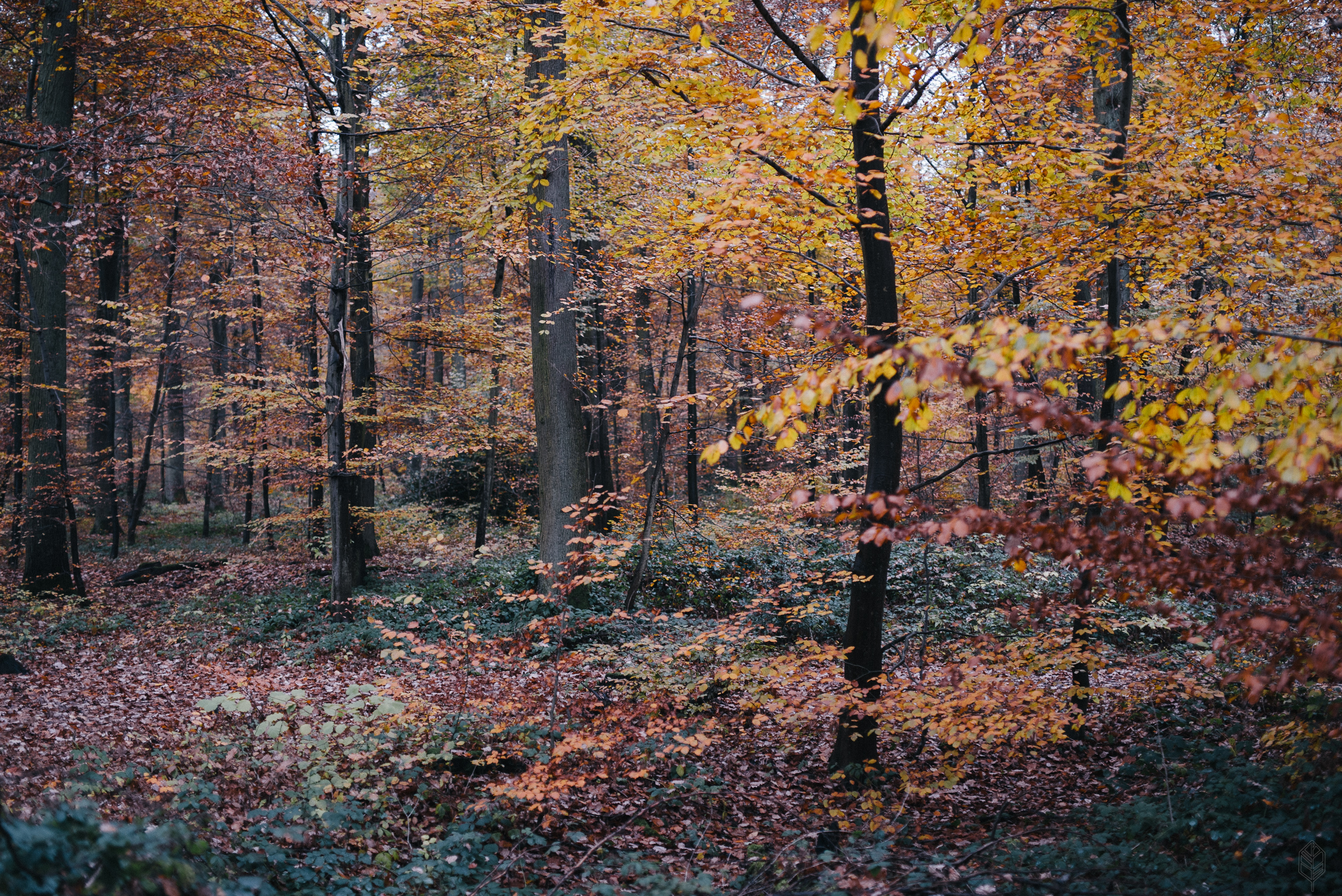 Rheinbacher Wald