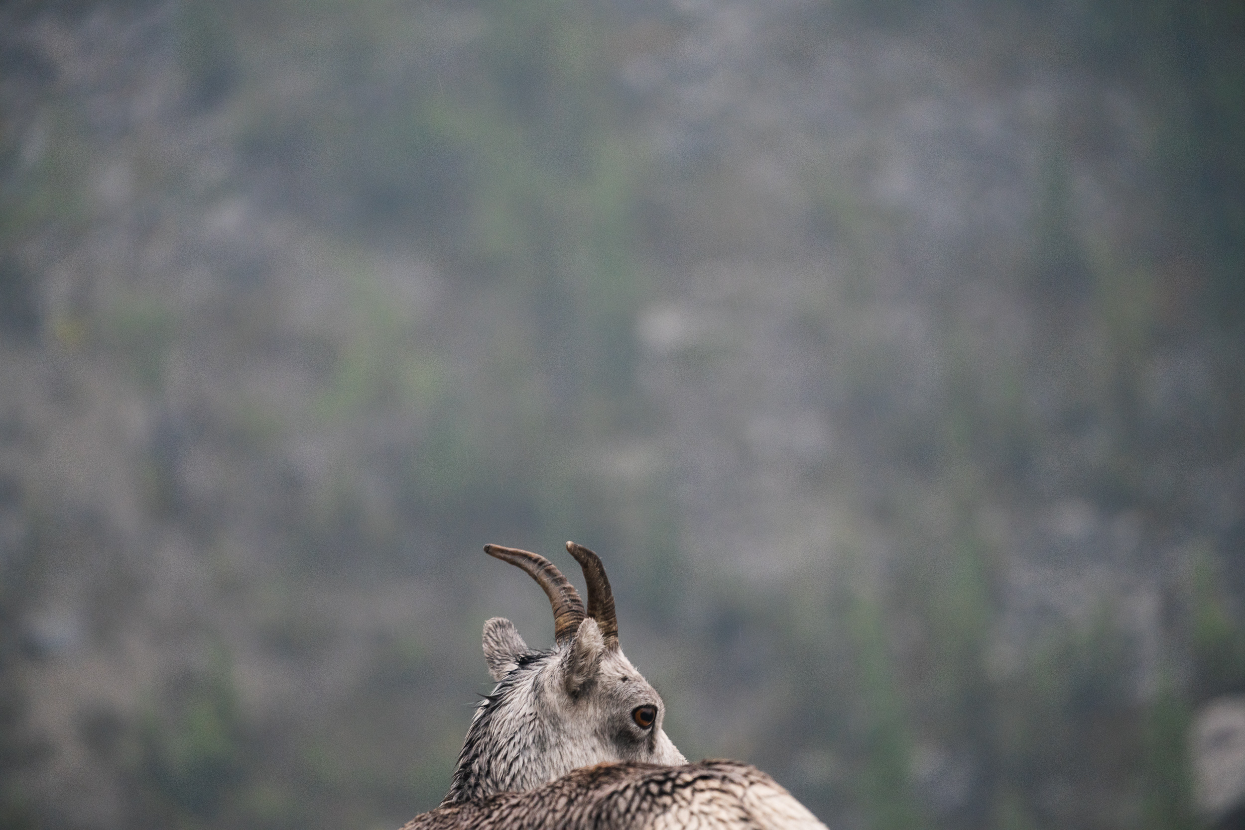 mountain goat, canada