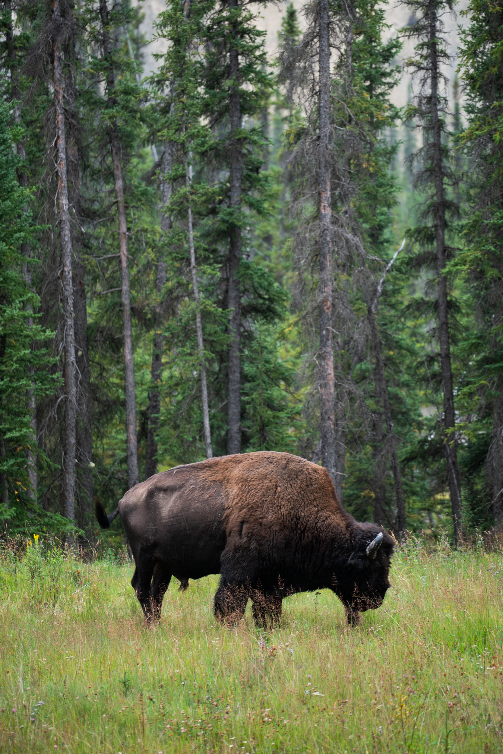 Bison, Northern Rockies