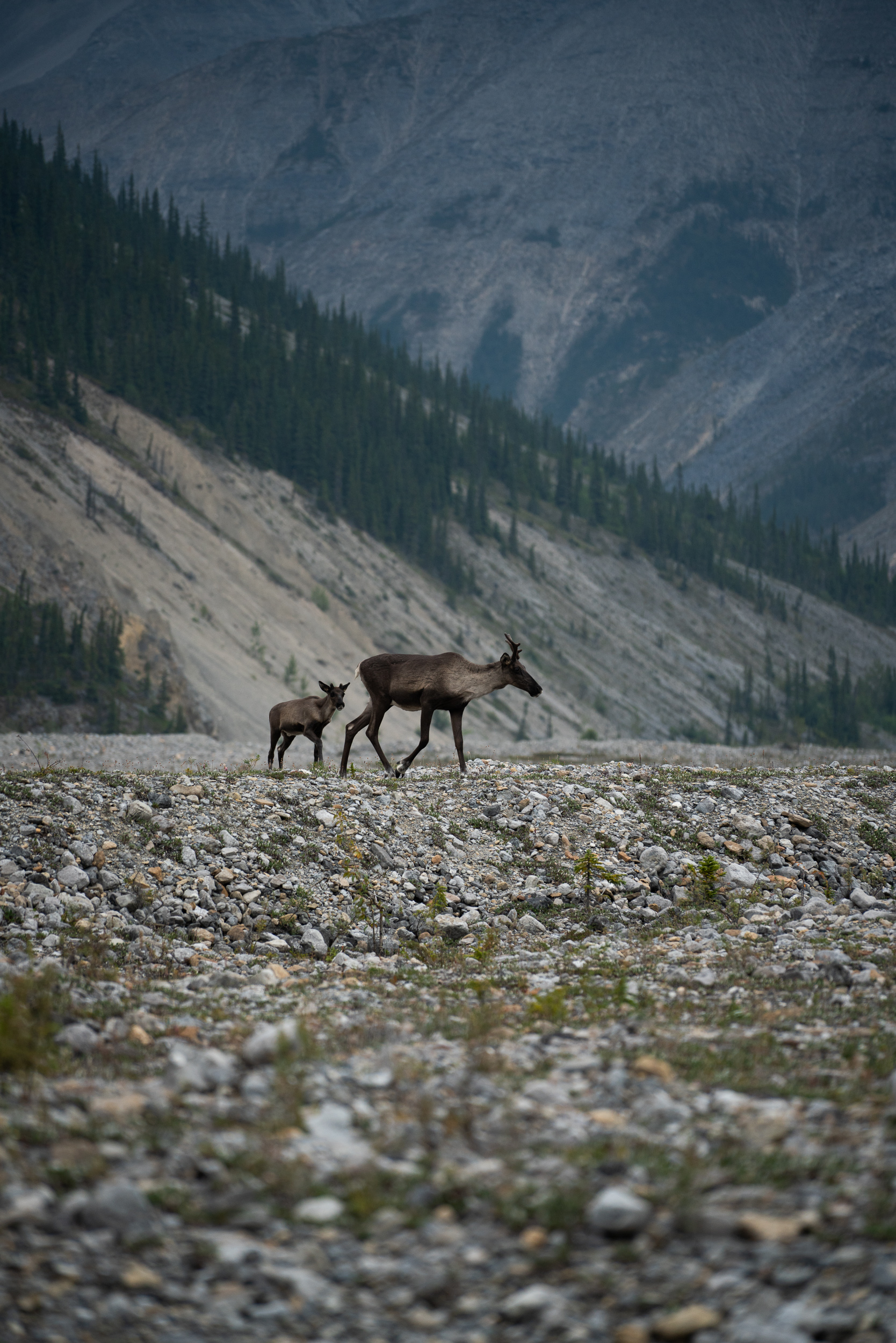 Caribou, Muncho Lake