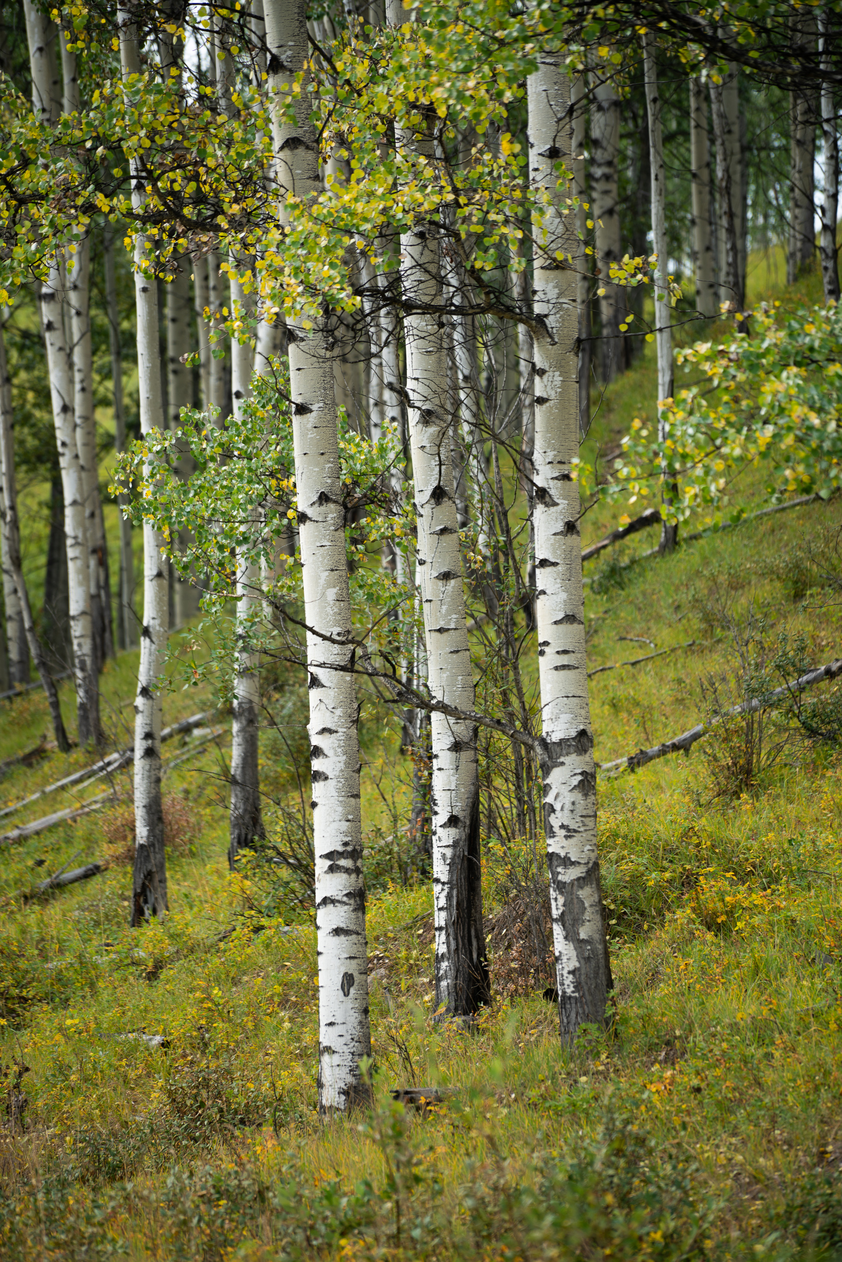 Aspen, Northern Rockies