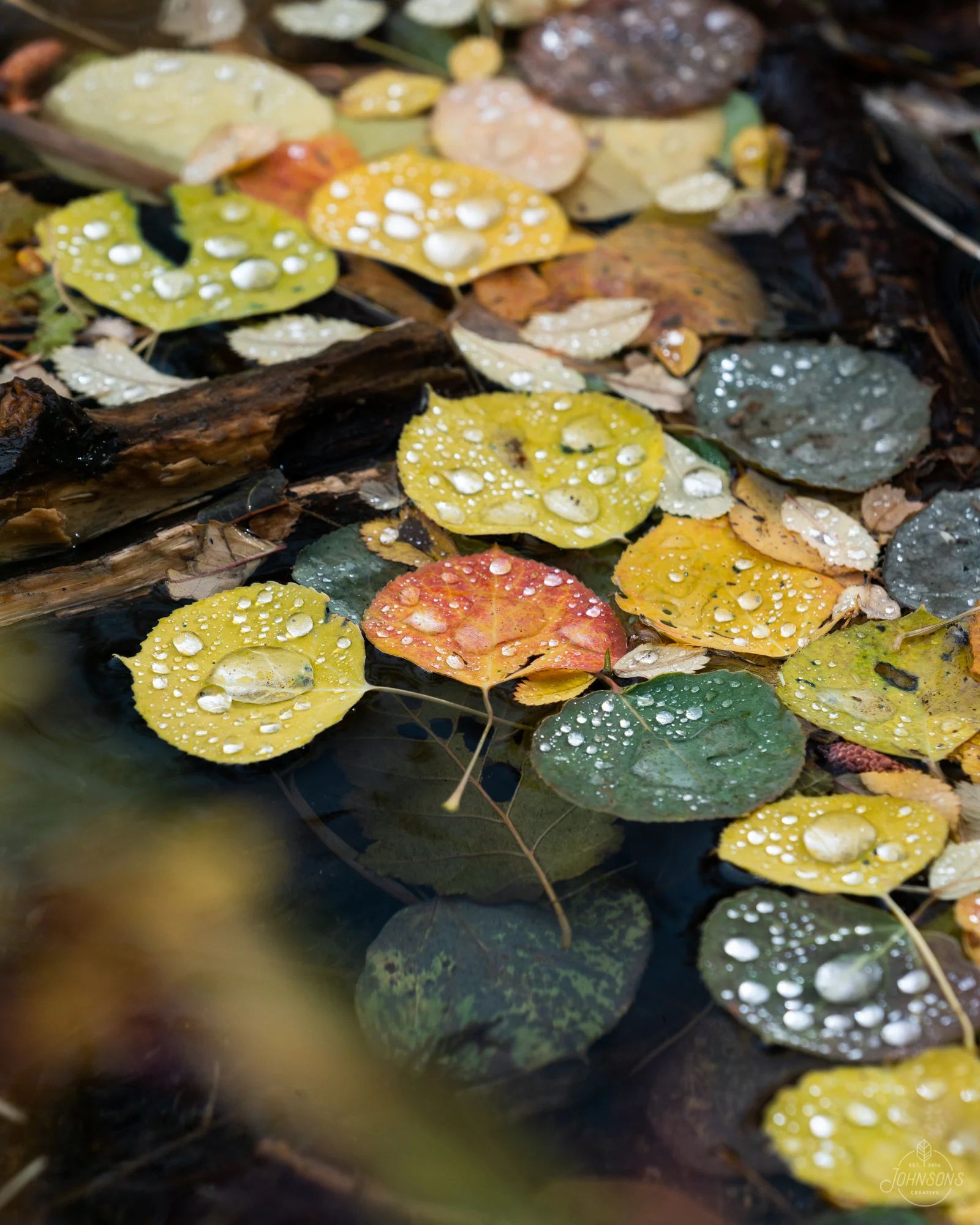 autumn_2018-8983.jpg