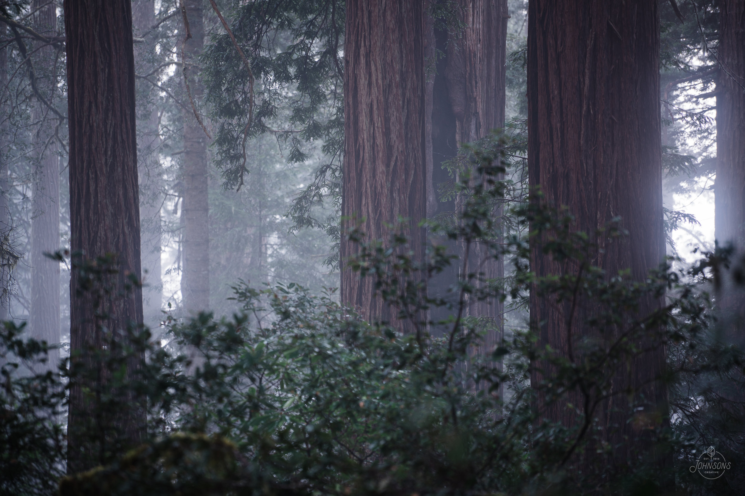 redwoods_johnsonscreative-24.jpg