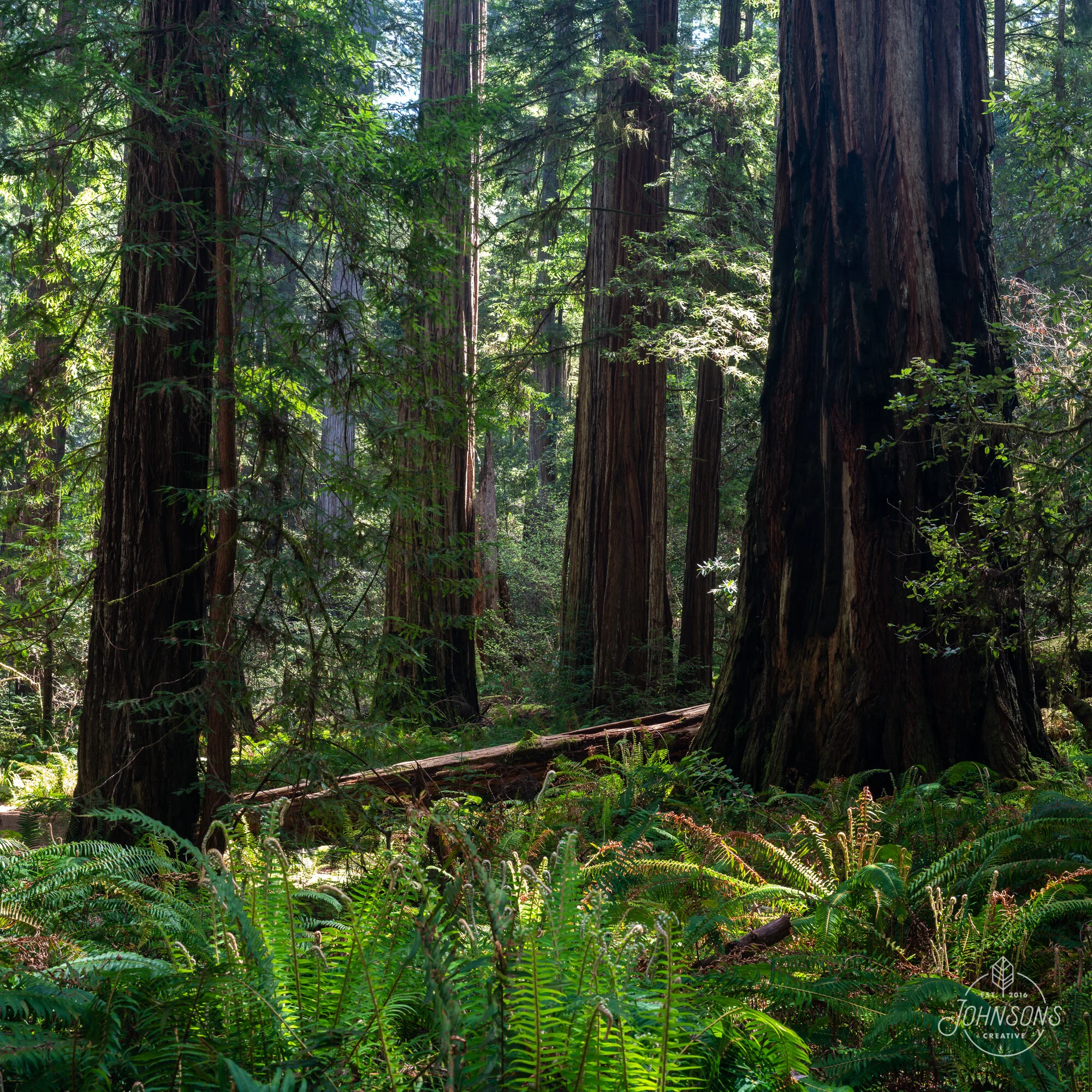 Day 4print_thumbnail_redwoods-2.JPG