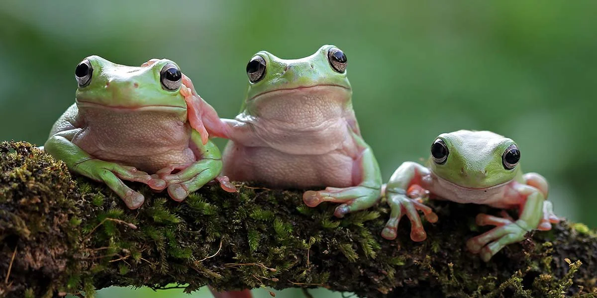 The Hidden Currency of Happiness: How Connection, Community, and Friendship Elevate Our Mental Well-Being