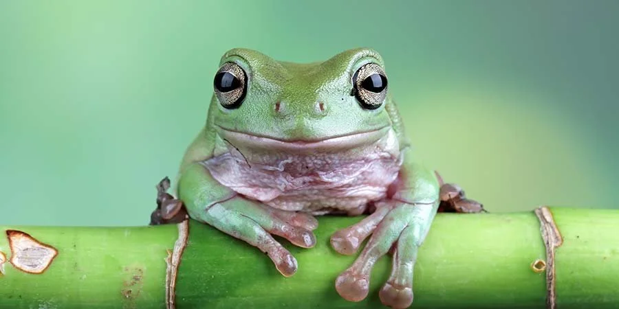 A smiling frog for the blog post 100 Acts of Kindness that make doing good easier than you think
