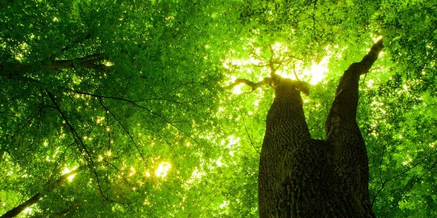 View looking up at the tops of trees and overlapping green leaves against the sky.