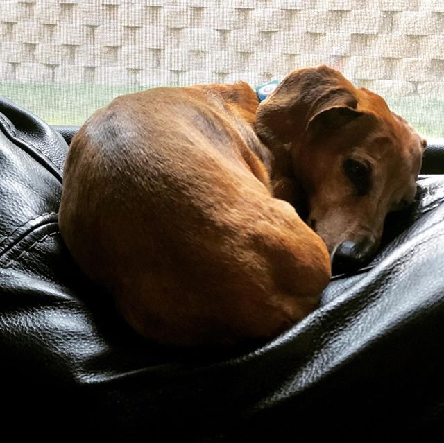 Donut doggo or sinnamon roll?  #dachshunds #dachshund #sleepyween #dachshundsofinstagram #dogstagram #wienerdog #sausagedog #sleep #dogs #doxie #🍩 #🐶