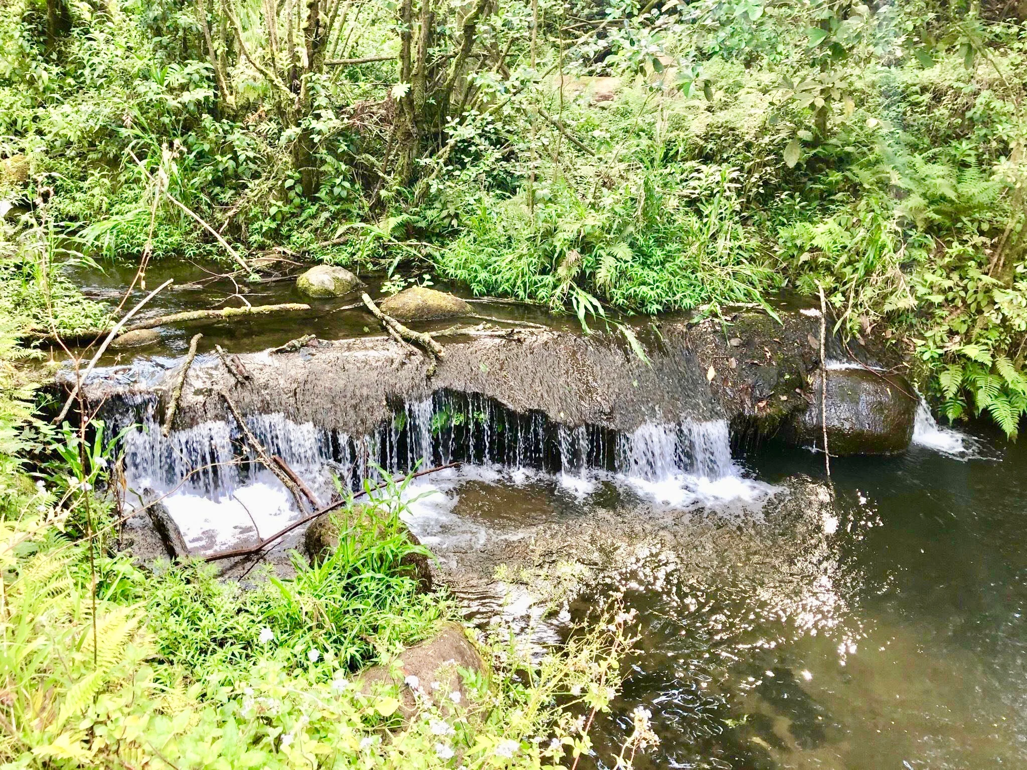 makaleha-stream.jpg