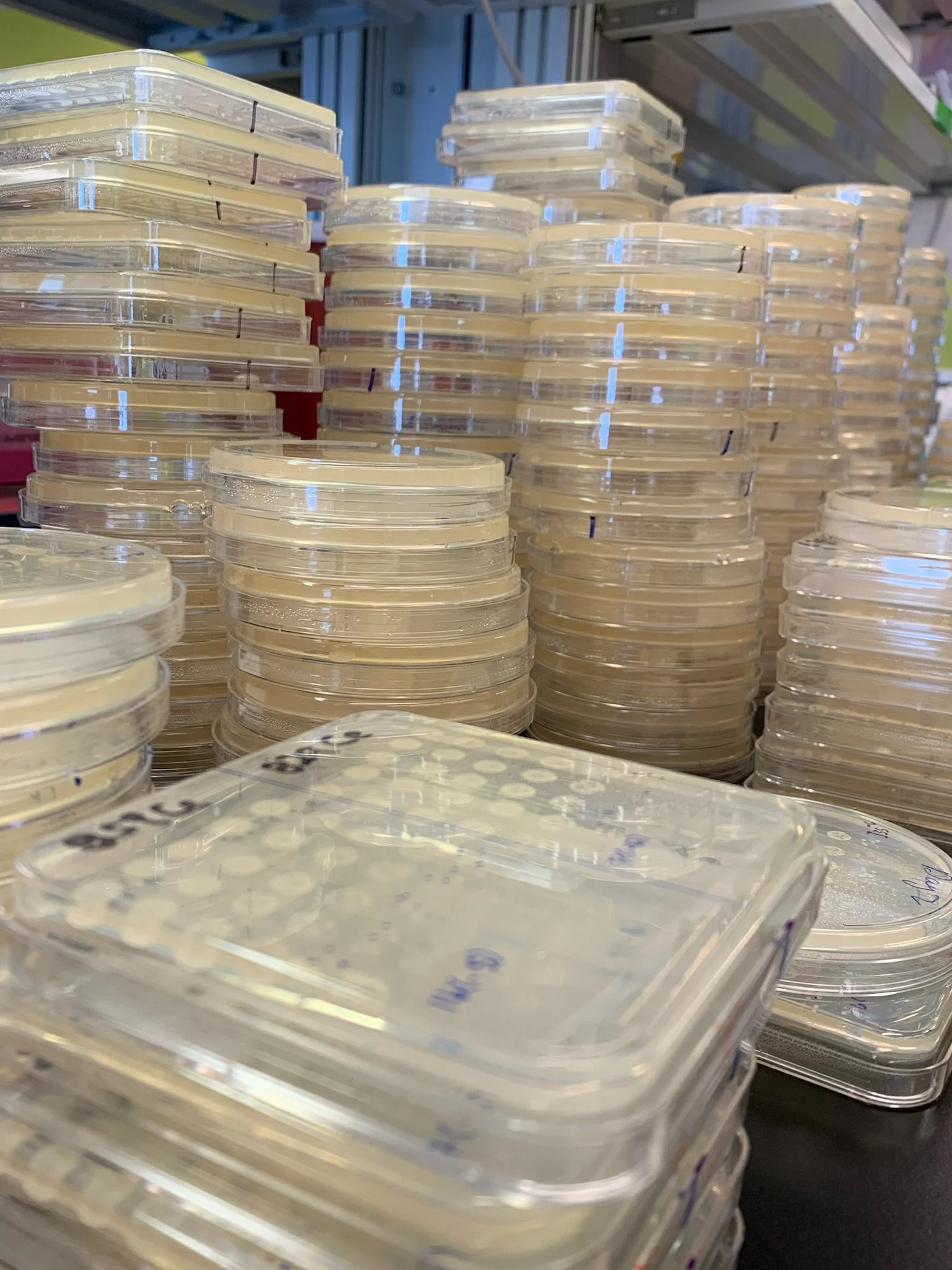 Plates on plates - we love titering!