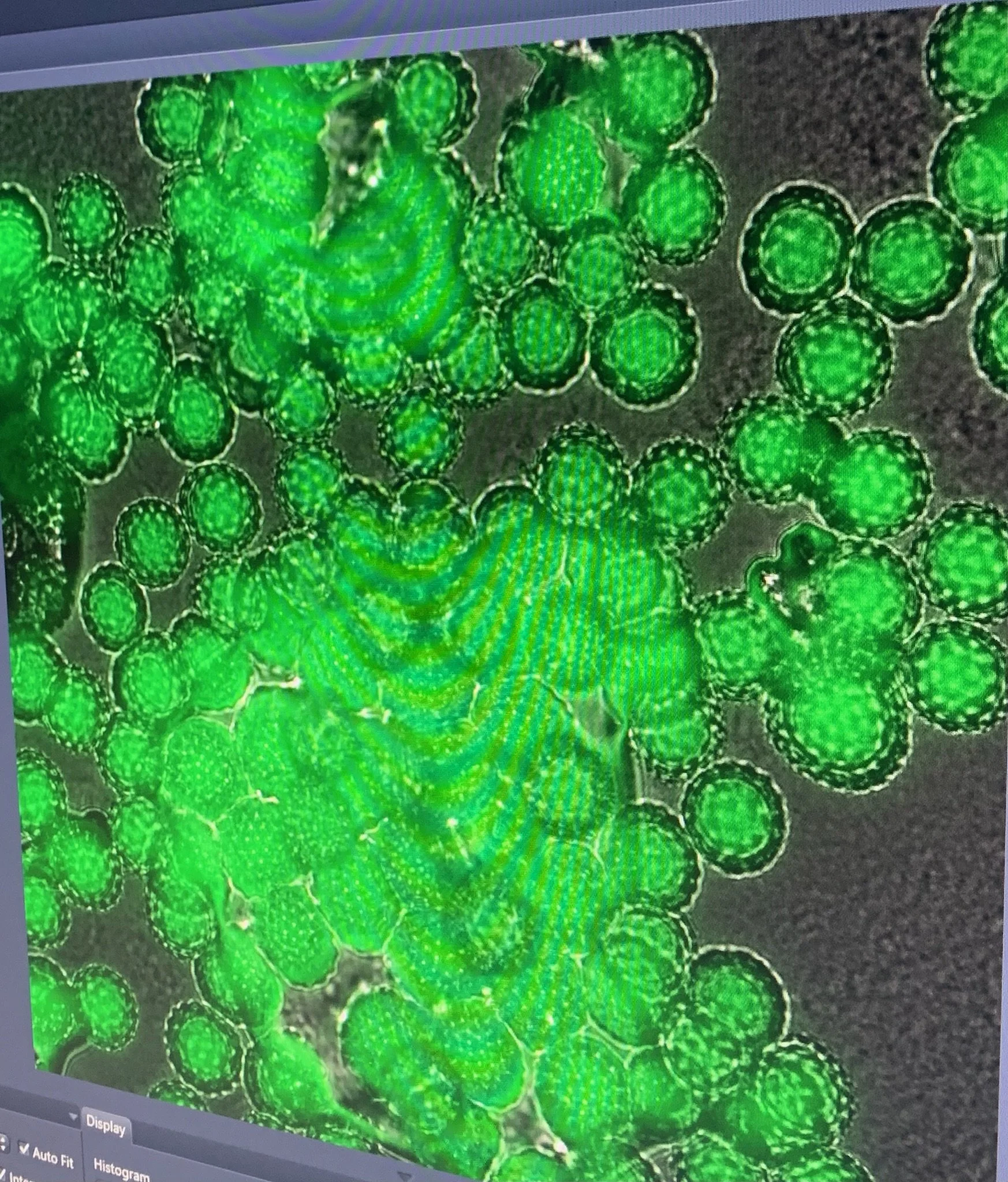 Pretty Pollen Pictures