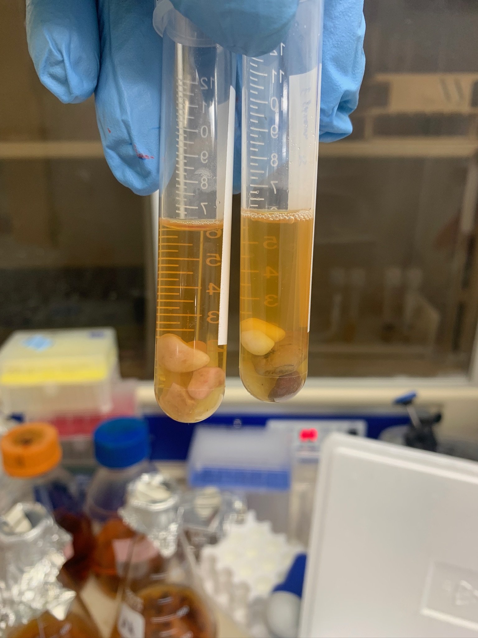 Some bacteria like to live on rocks?