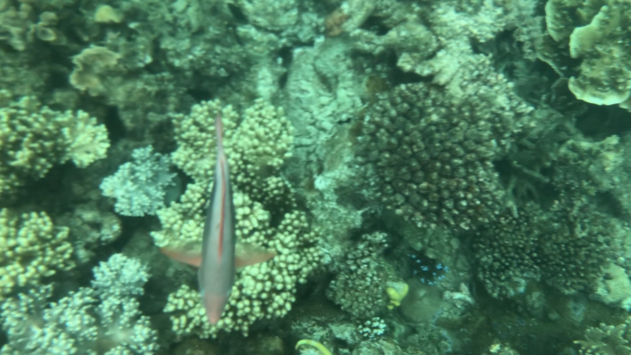  Pictures of Moore Reef. These are from my iPhone, I just took a screenshot from the videos I took. 