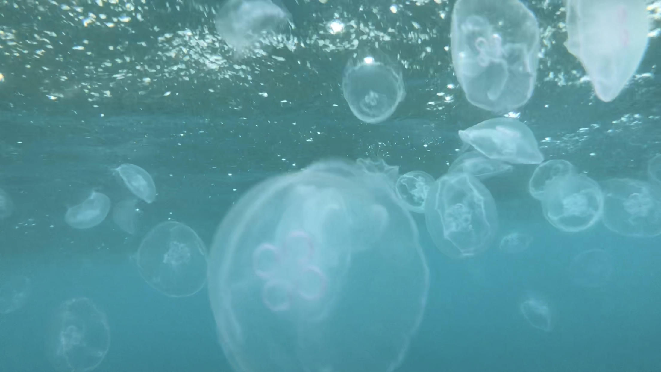  Moon jelly fish! They do sting, but they are not poisonous to humans. 