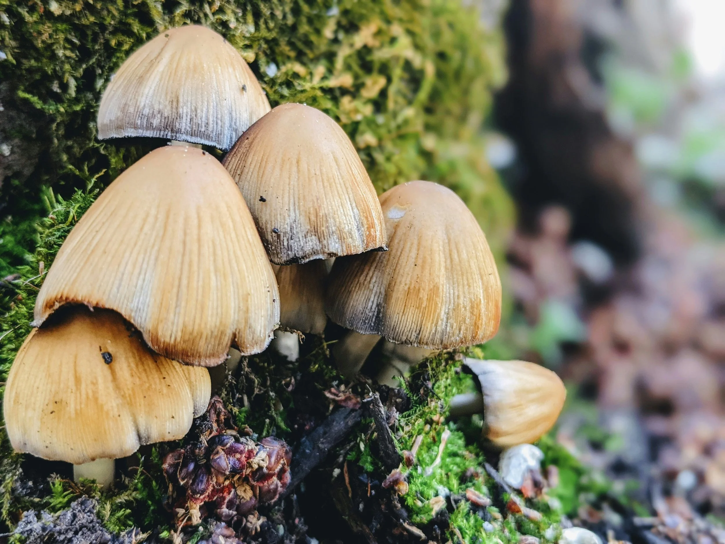 Mushrooms on moss-covered log - forest ecosystem