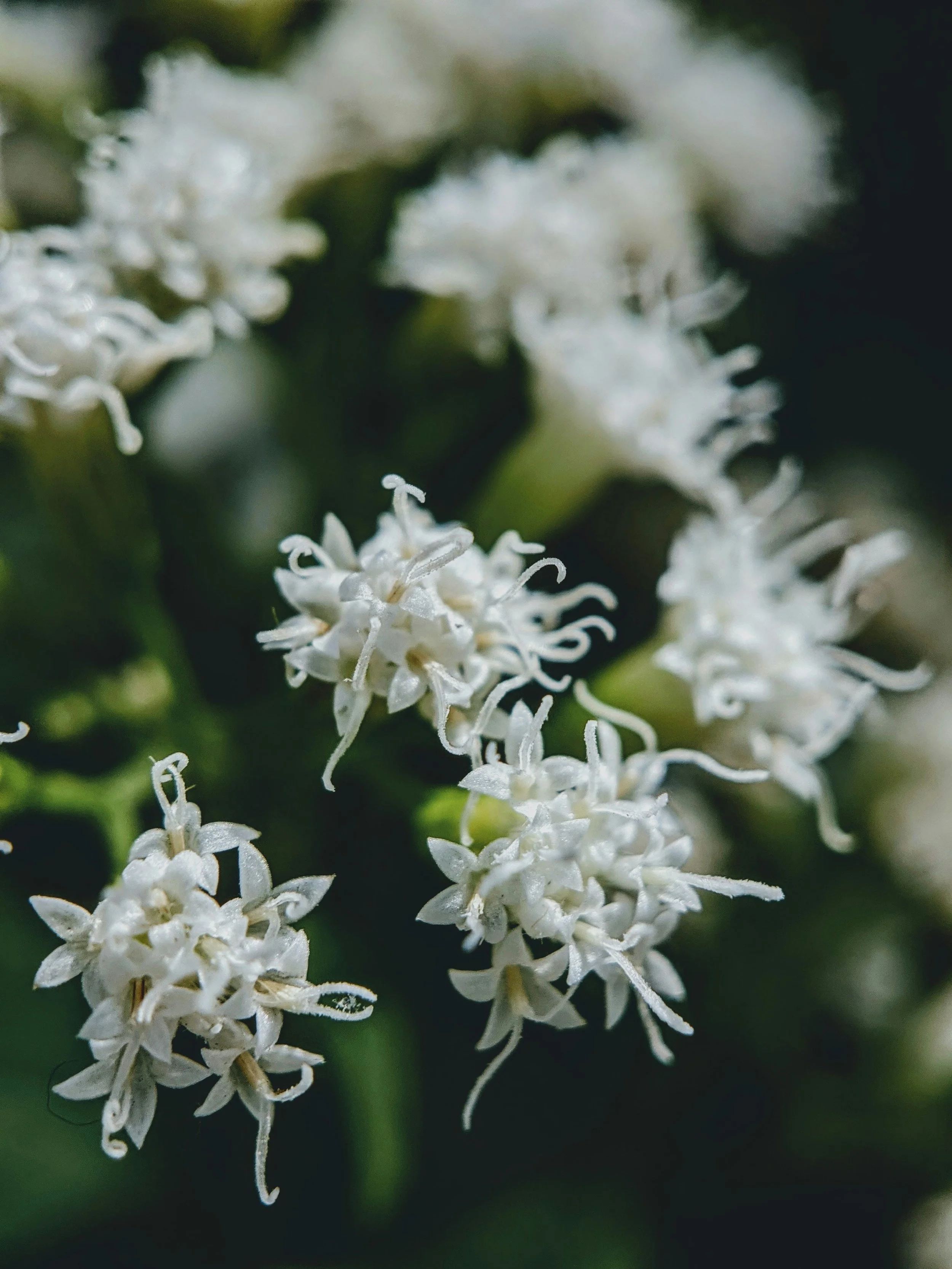 White wildflowers in forest - nature connection