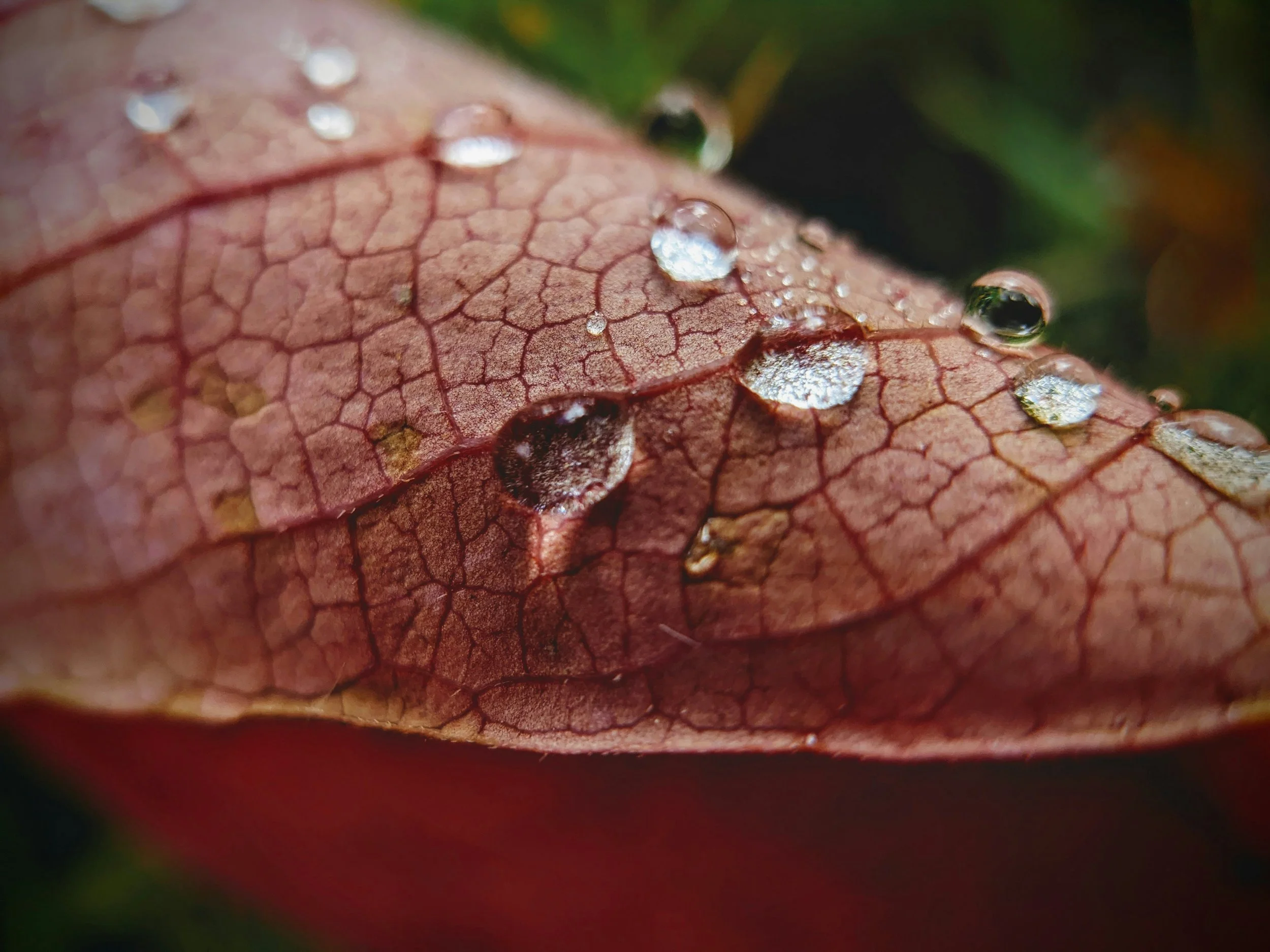Water droplets on autumn leaf - nature photography