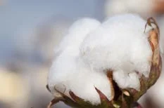 difference-landing_why-organic_cotton.jpg