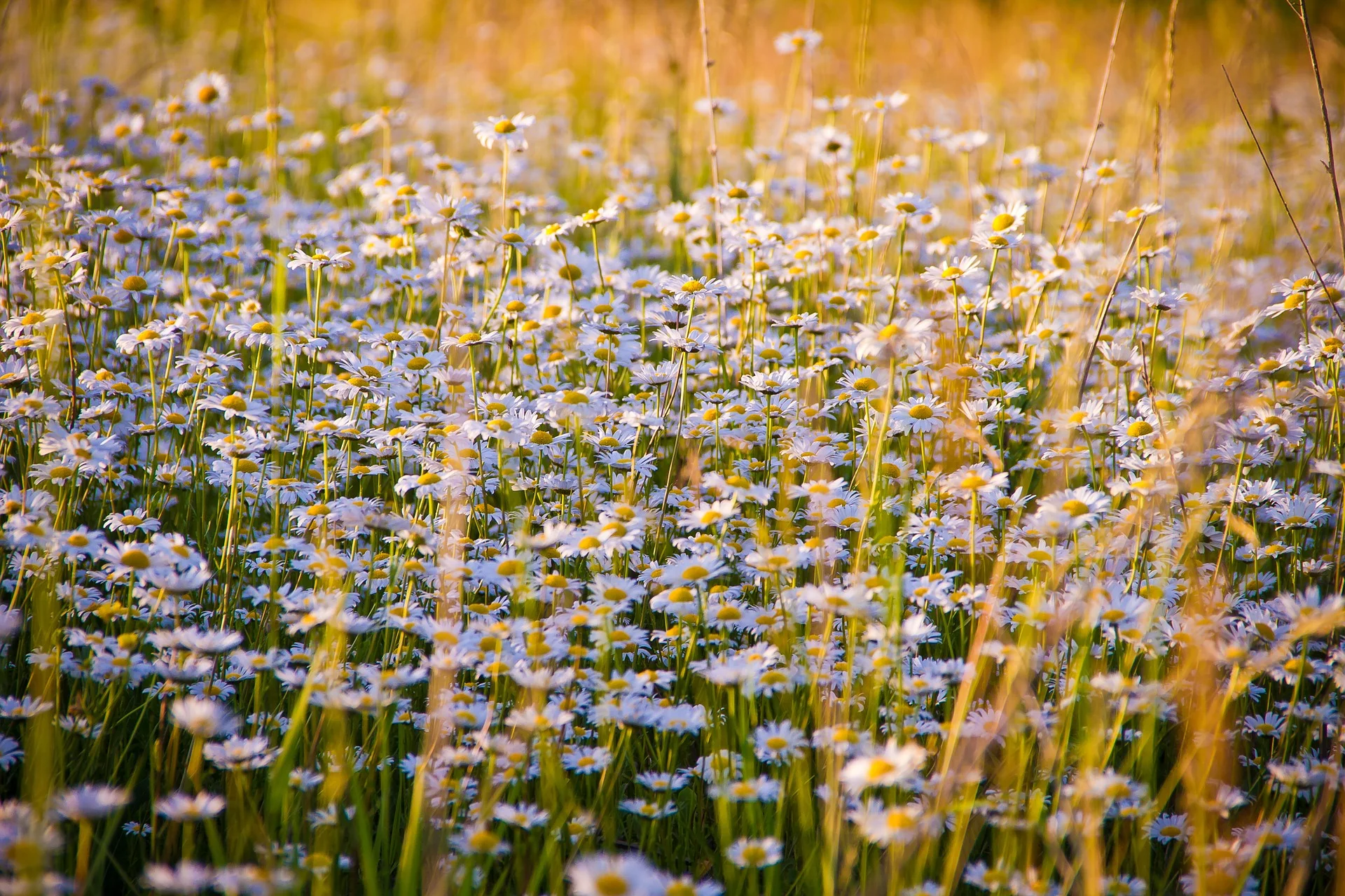 Chamomile