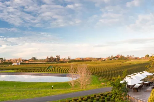 ZEALONG PLANTATION Zealong is a New Zealand tea company based in Hamilton, New Zealand, where local climate, terroir, and lack of heavy frost aid in growing the camellia sinensis tea plant and encouraged initial propagation trials in 1996.