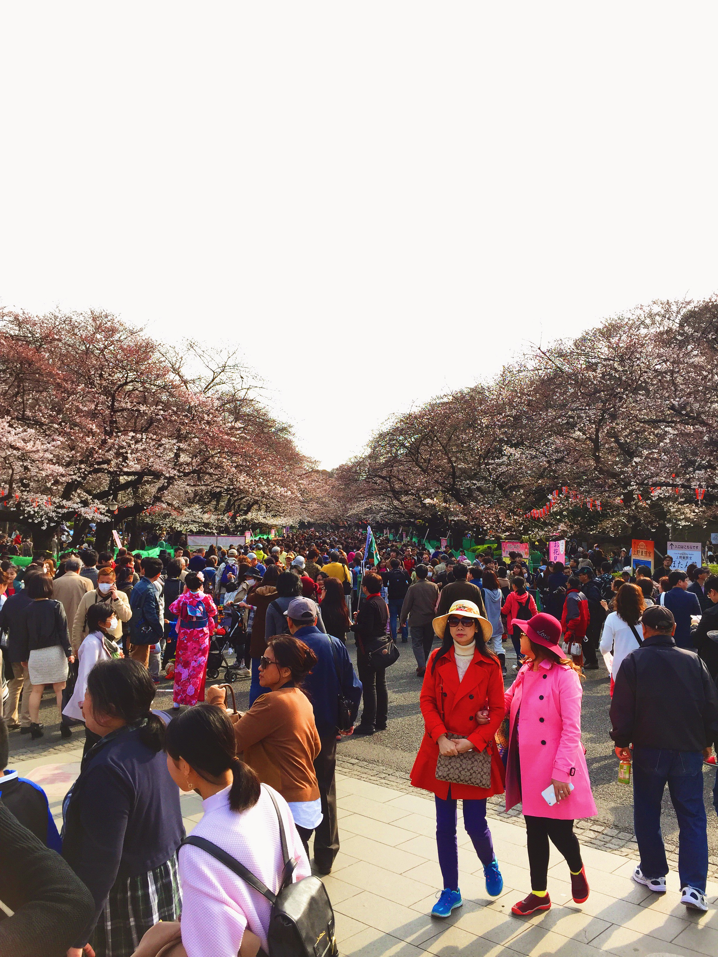 CherryBlossomsUeno.JPG