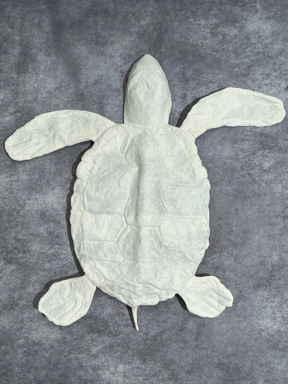 Kemp's Ridley Sea Turtle
