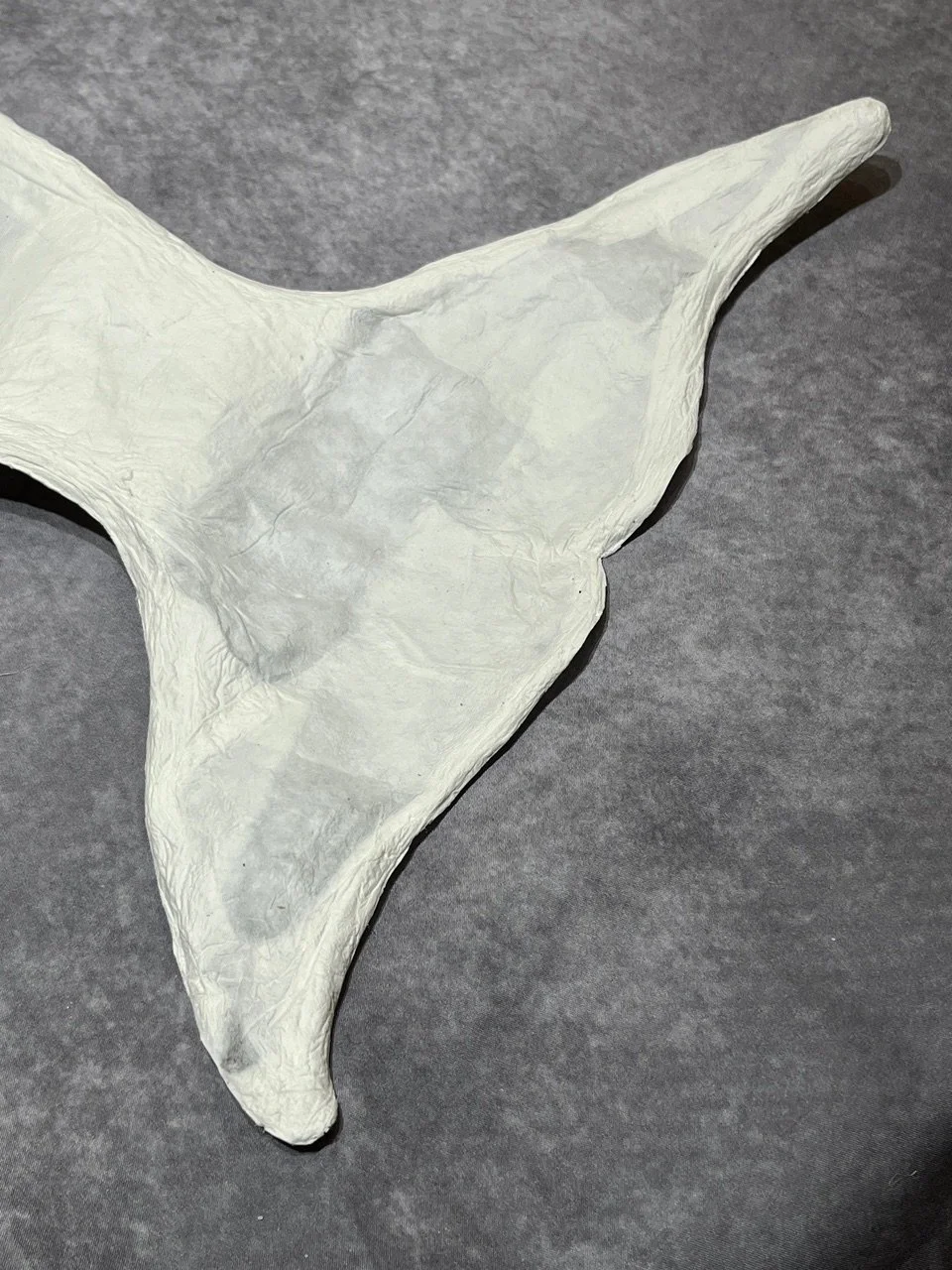 Vaquita Detail 2.jpeg