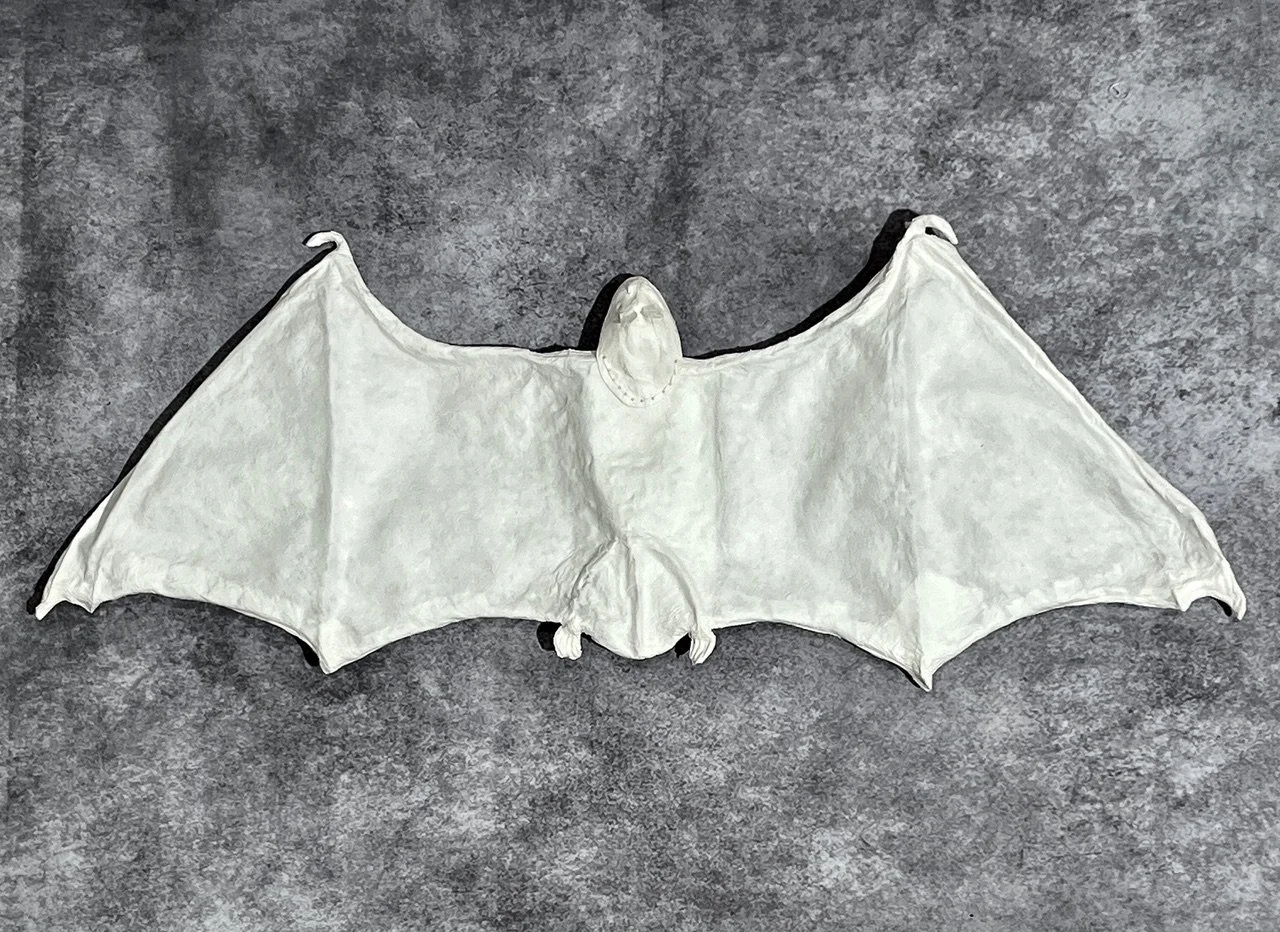 Northern Long Eared Bat.jpeg